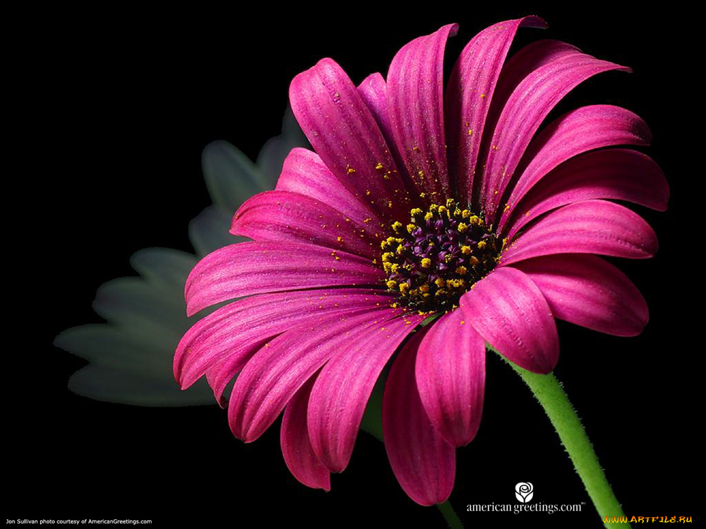 цветы, диморфотеки