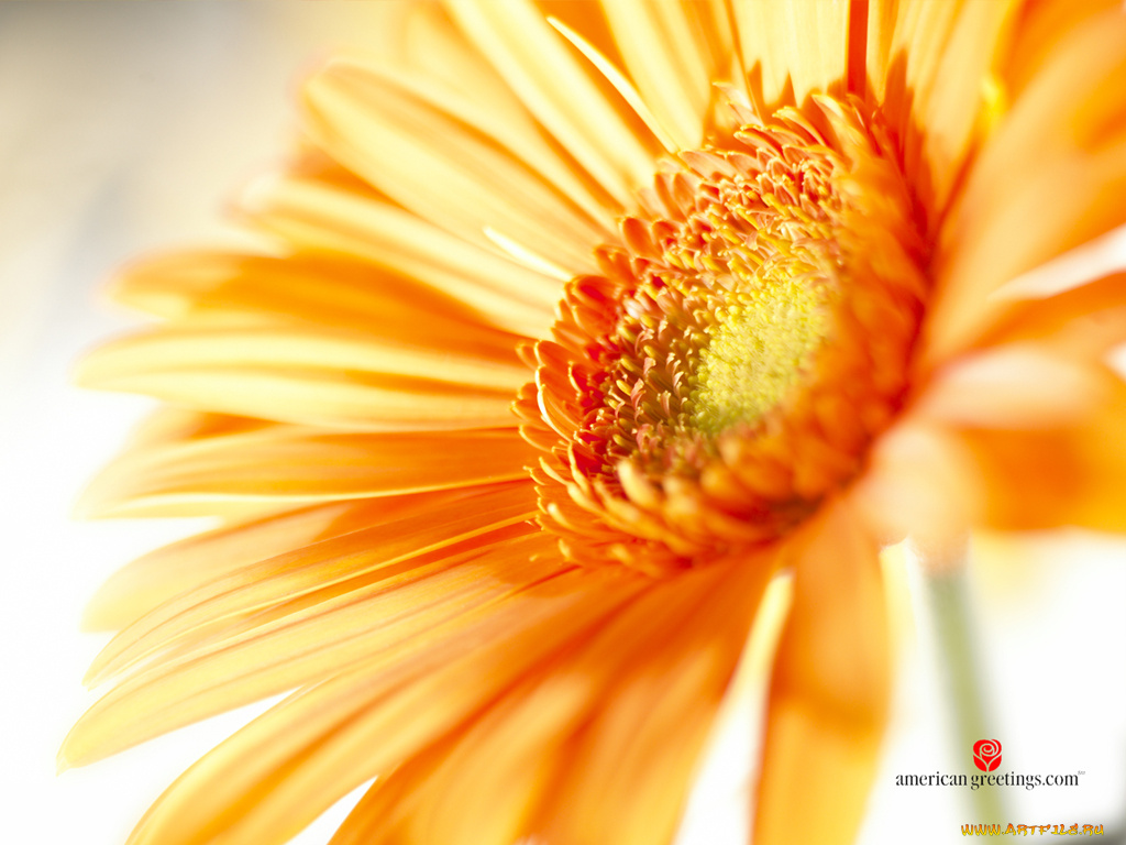 цветы, герберы