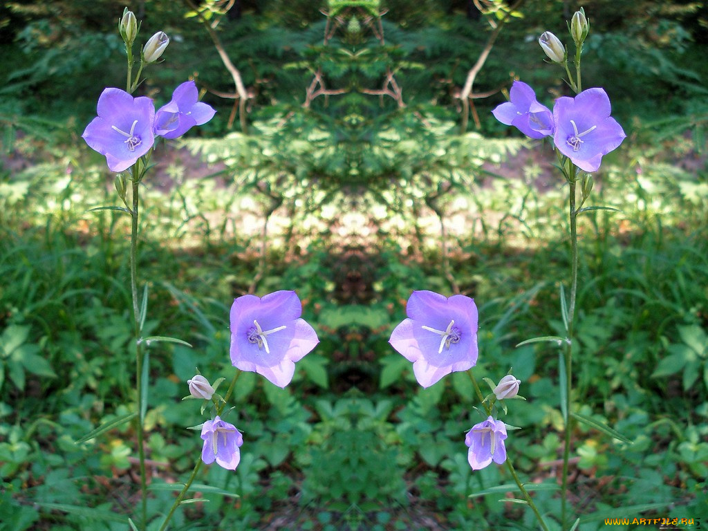 цветы, колокольчики