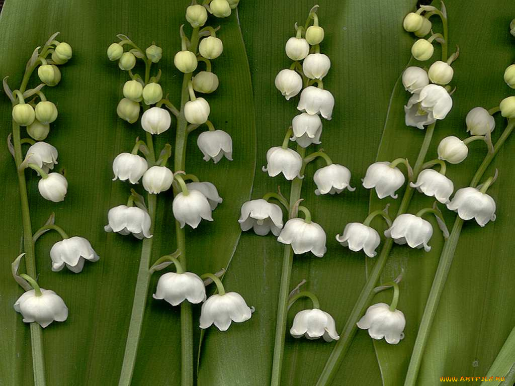 цветы, ландыши