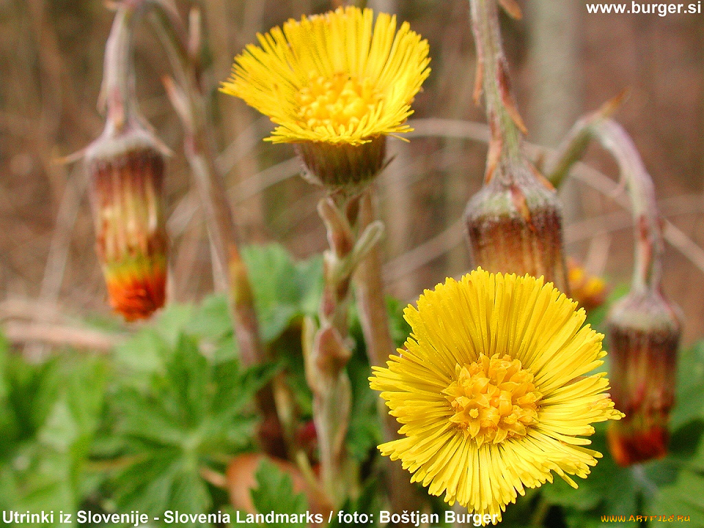 цветы, луговые, полевые