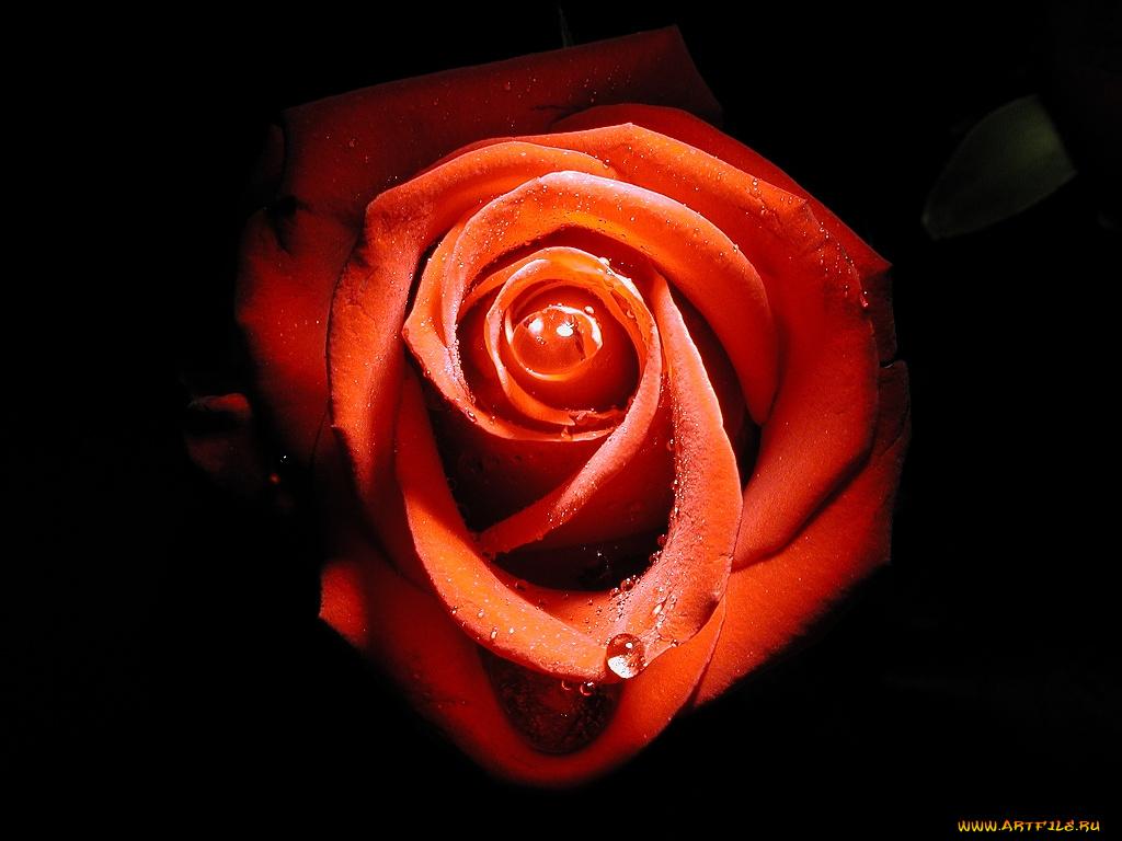 цветы, розы