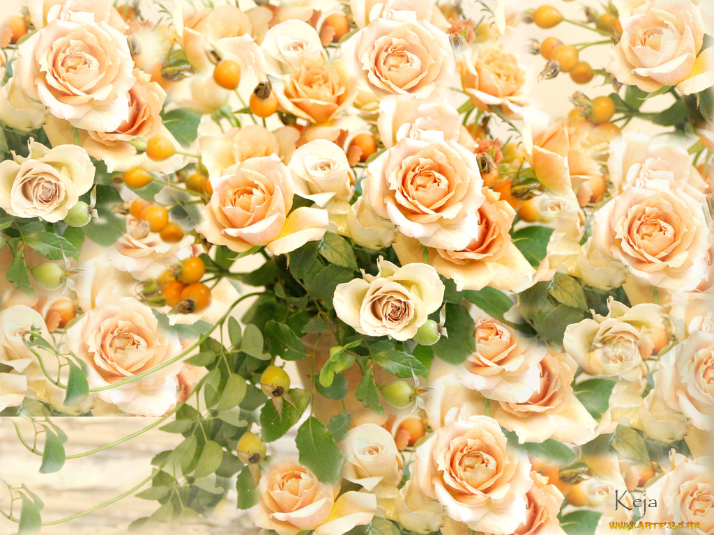 цветы, розы