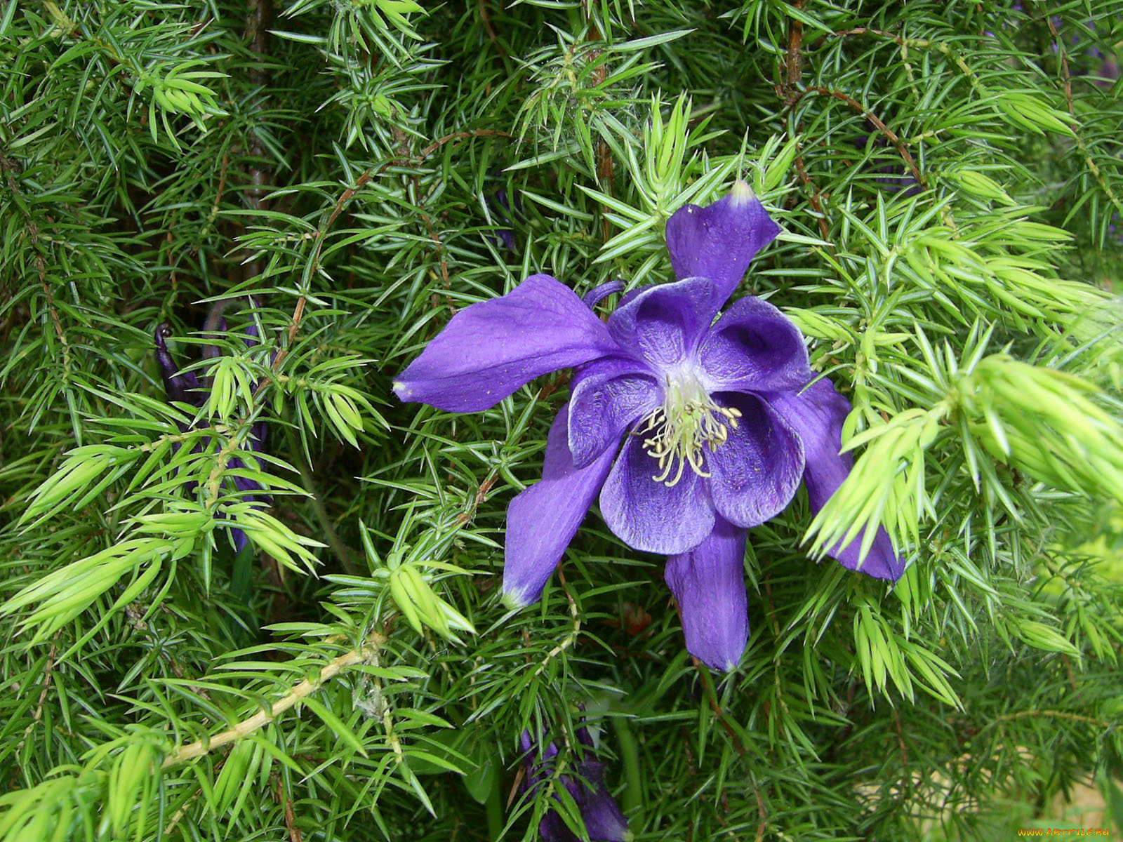 цветы, аквилегия, водосбор