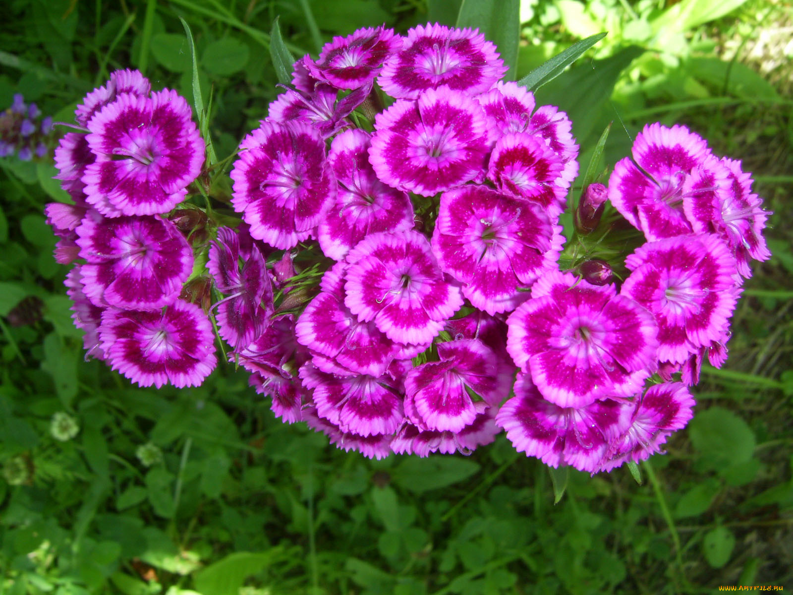 цветы, гвоздики