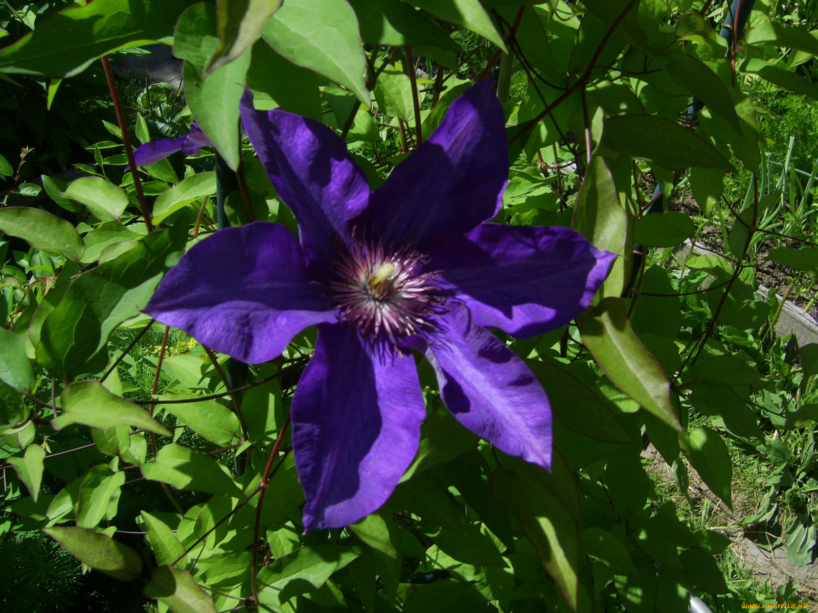 цветы, клематис, ломонос