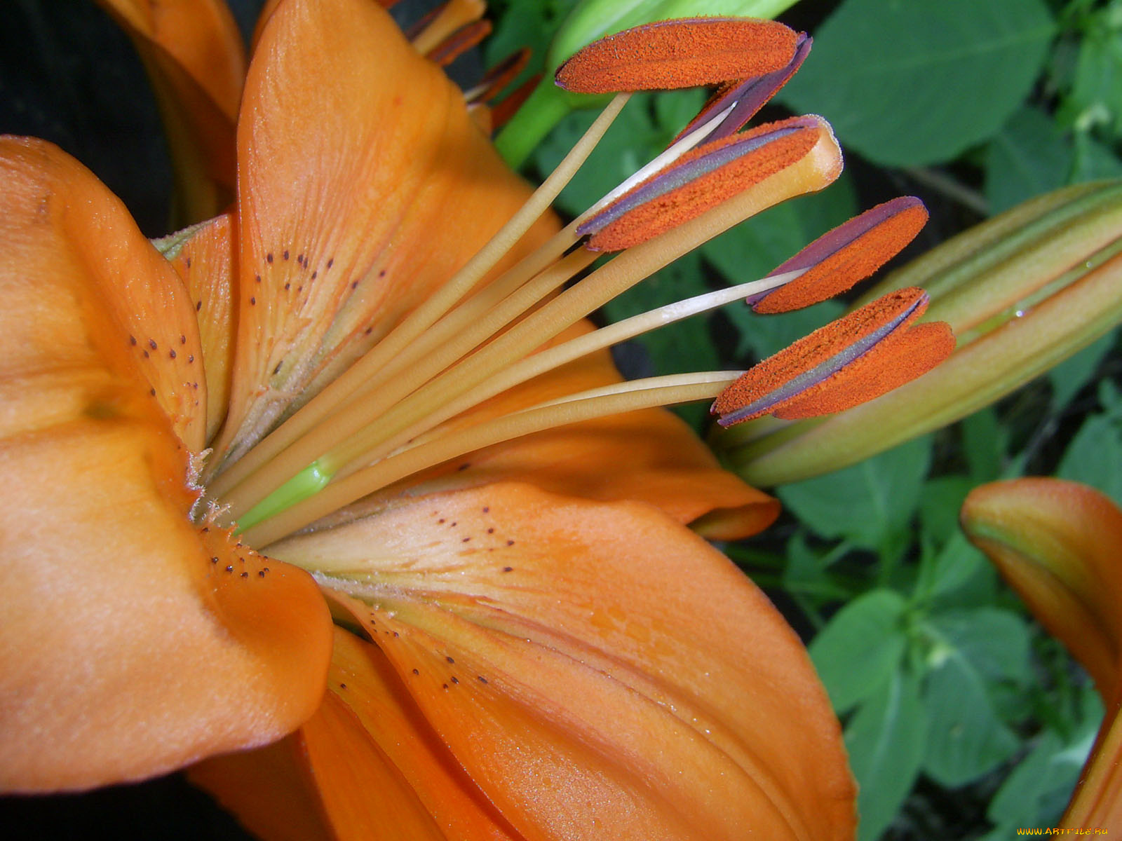 цветы, лилии, лилейники