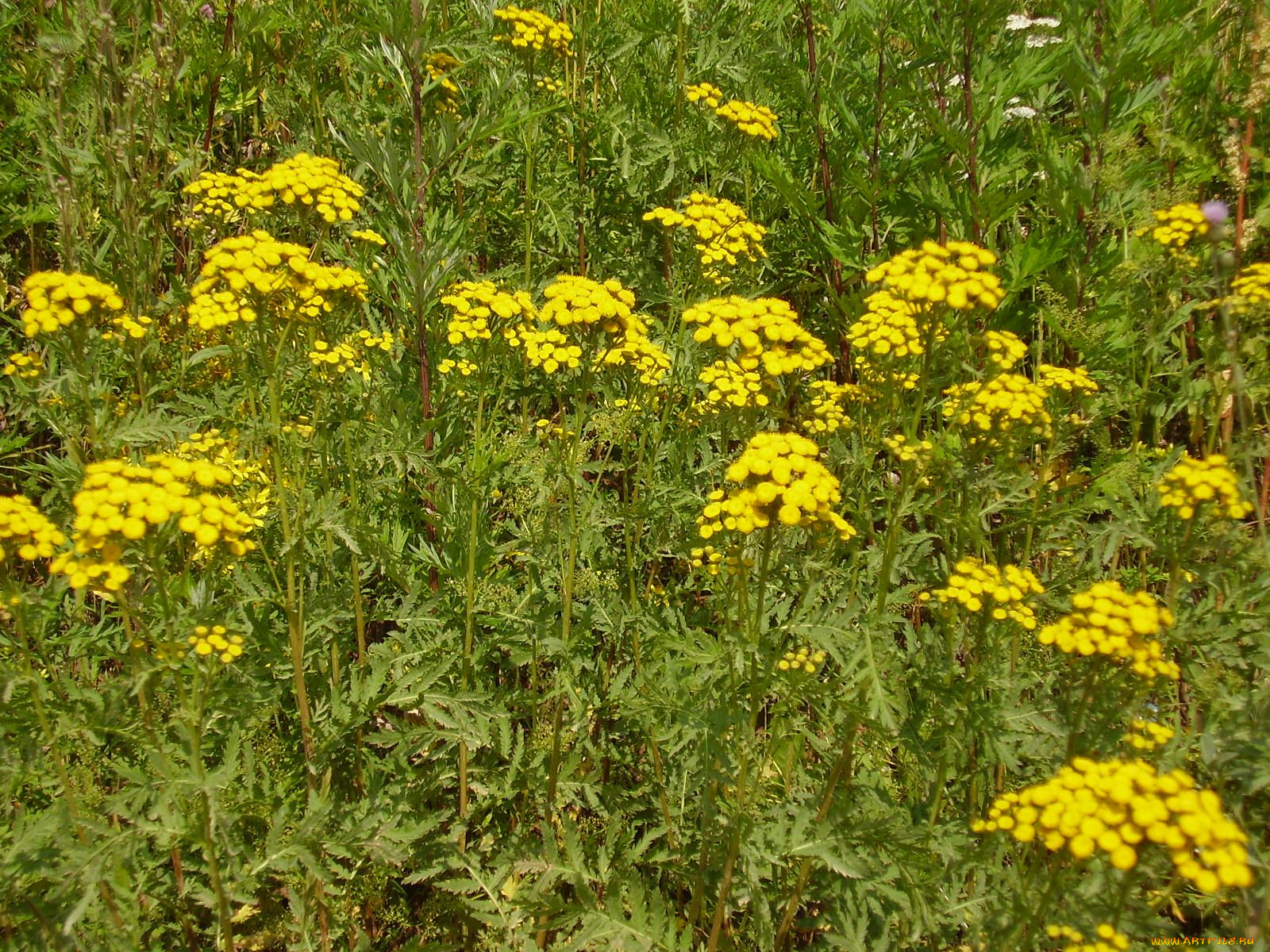 цветы, луговые, полевые