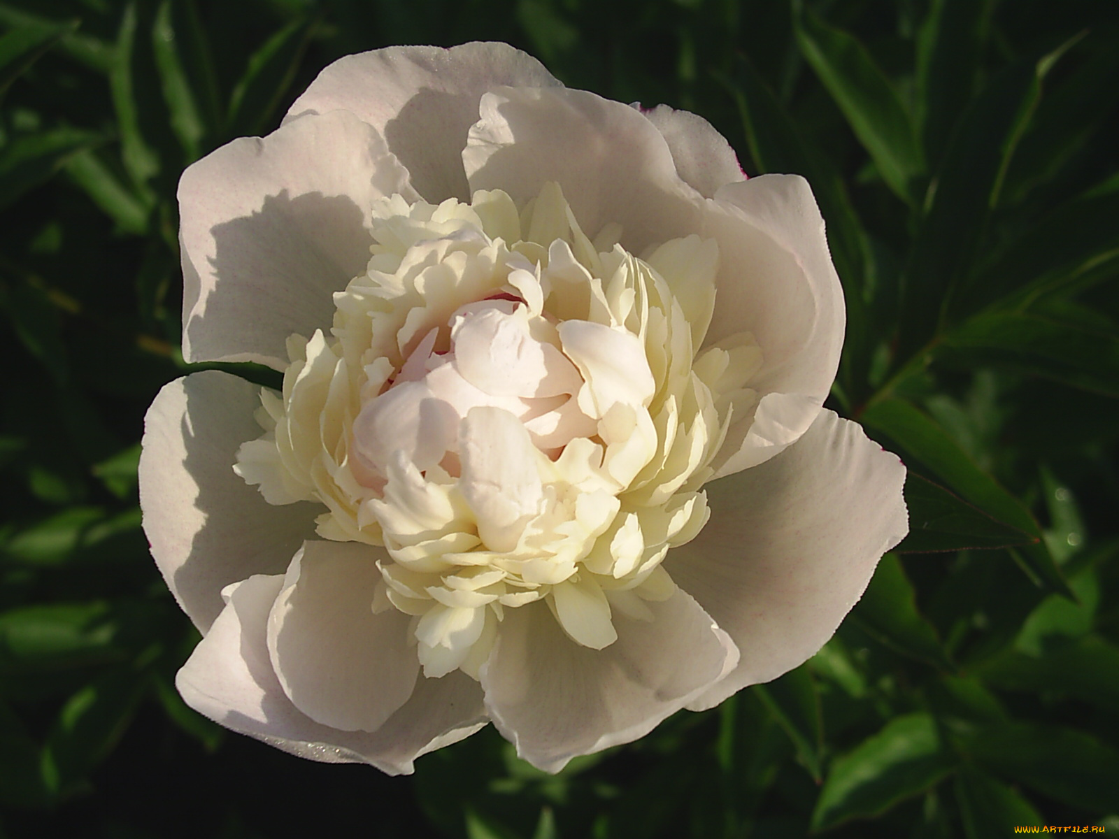 цветы, пионы
