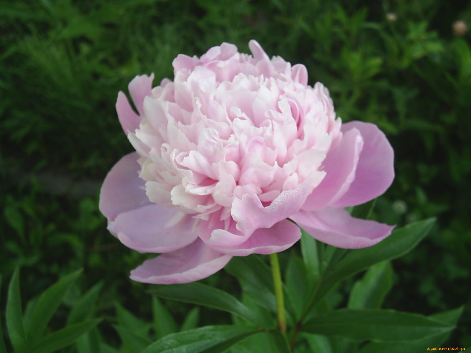цветы, пионы