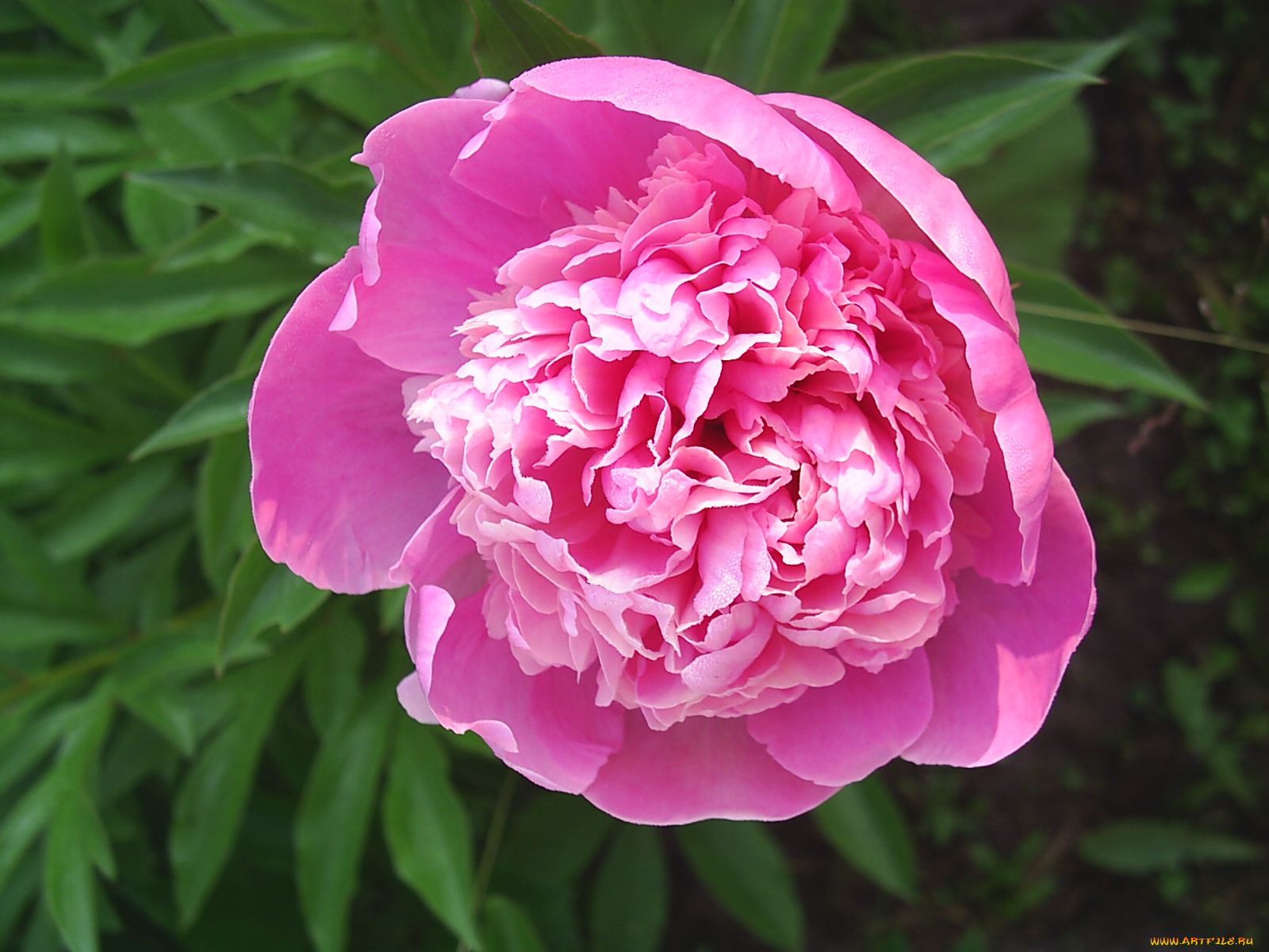 цветы, пионы