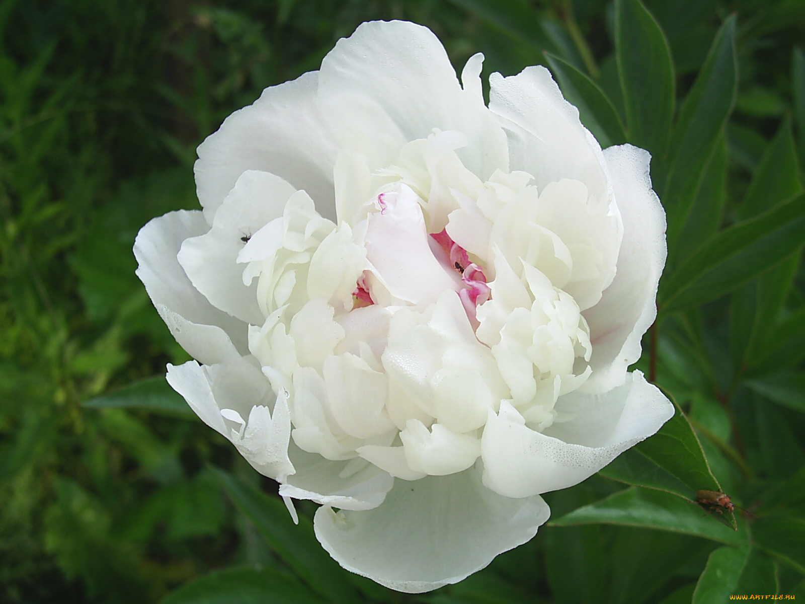 цветы, пионы