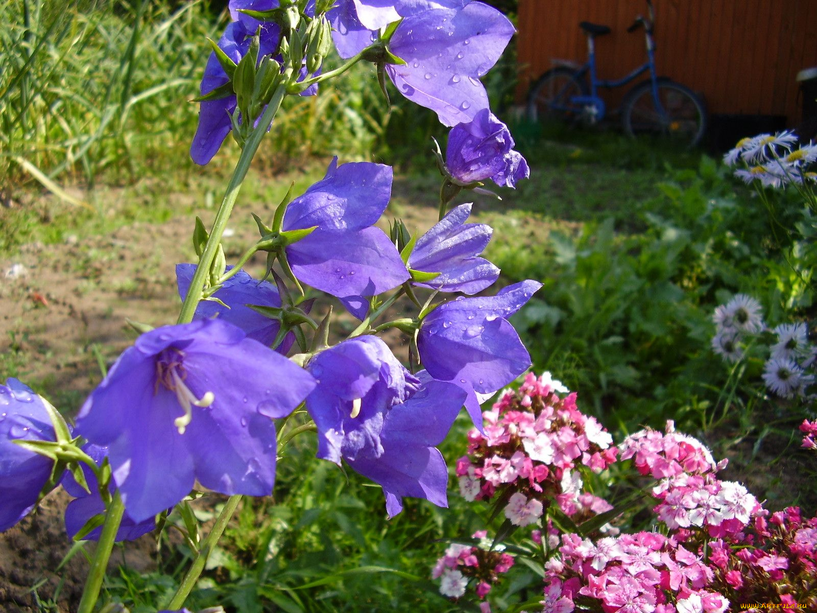 цветы, разные, вместе