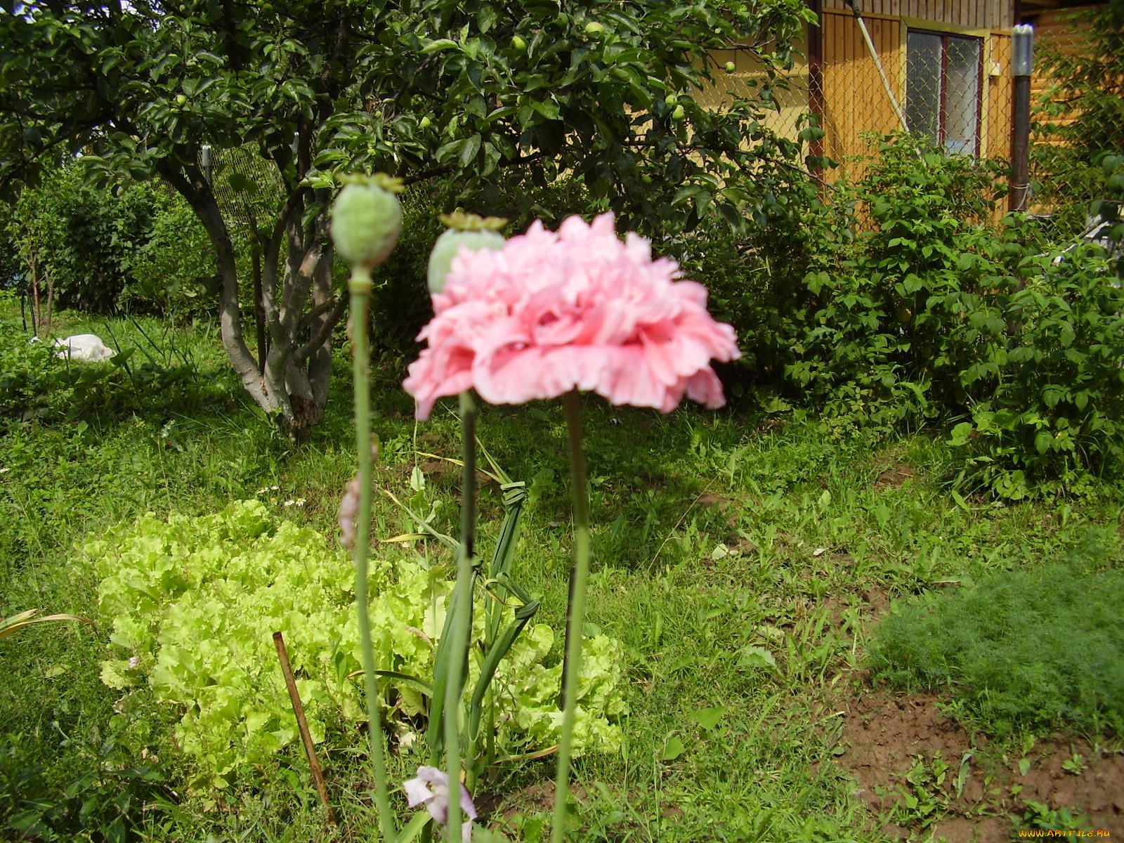 мак, цветы, маки