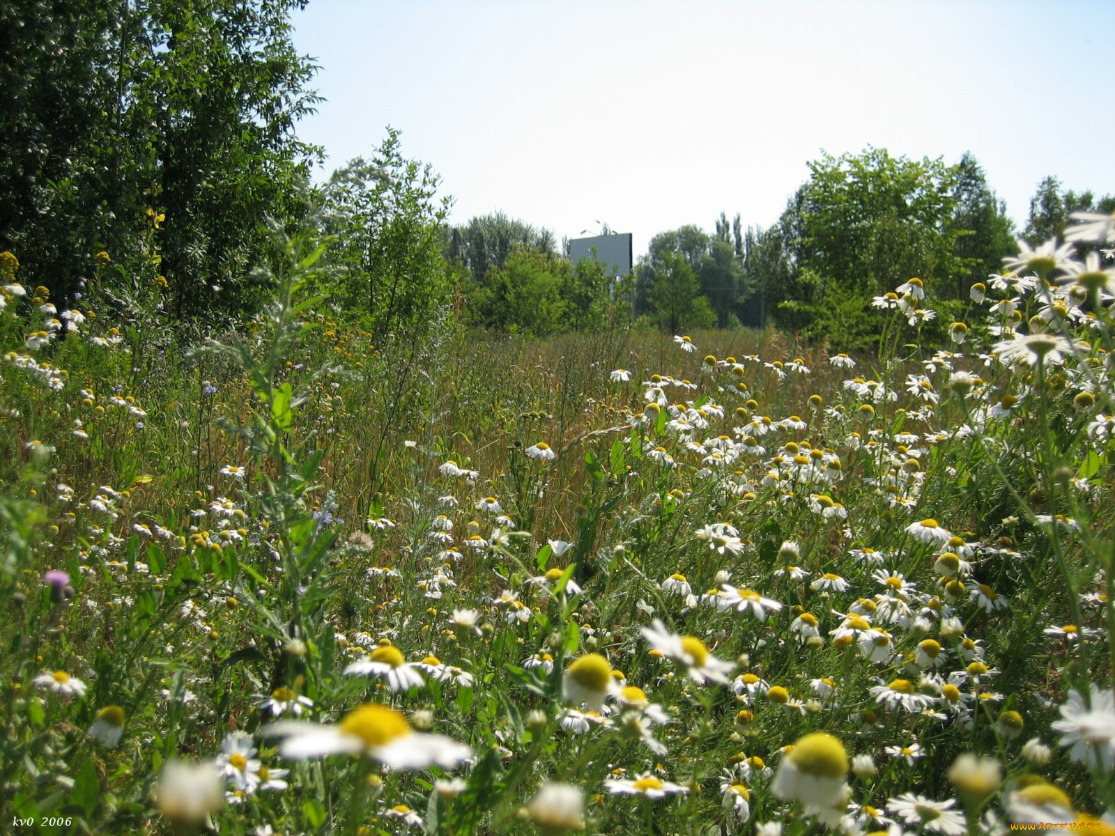 ромашки, цветы