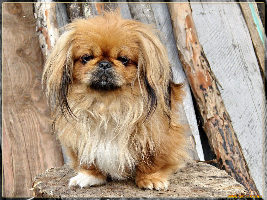 животные, собаки