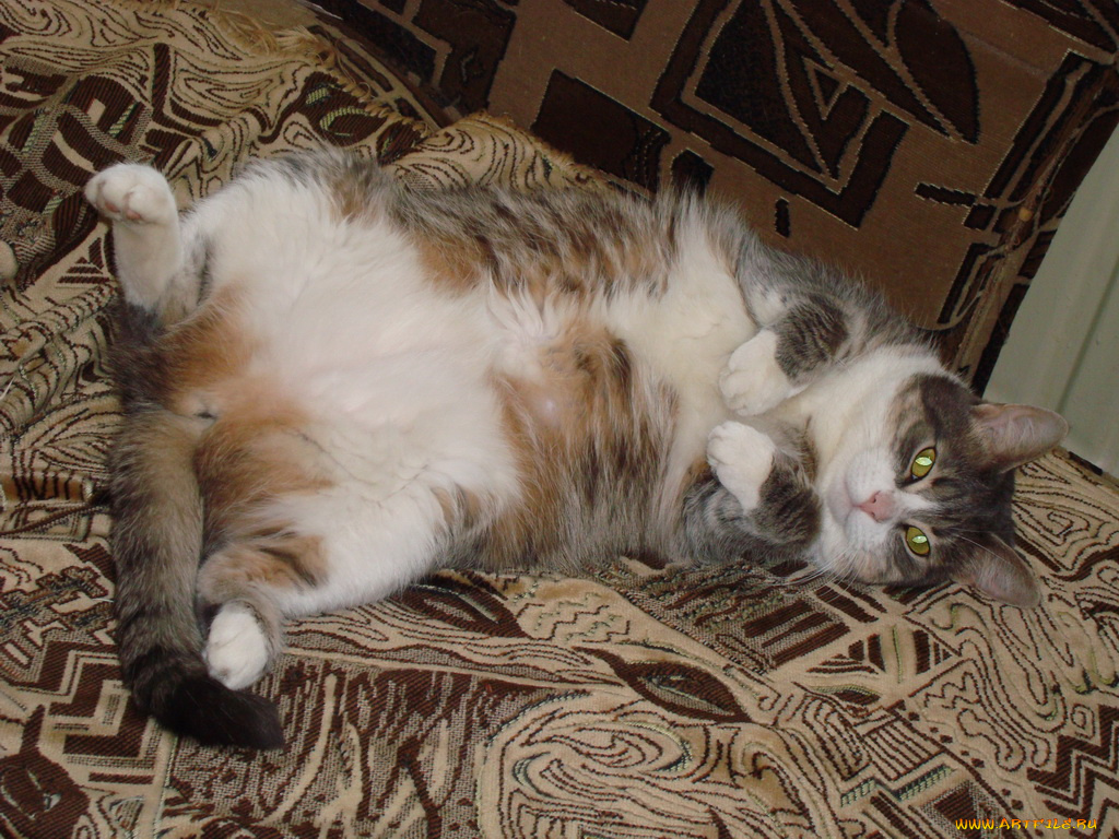 животные, коты