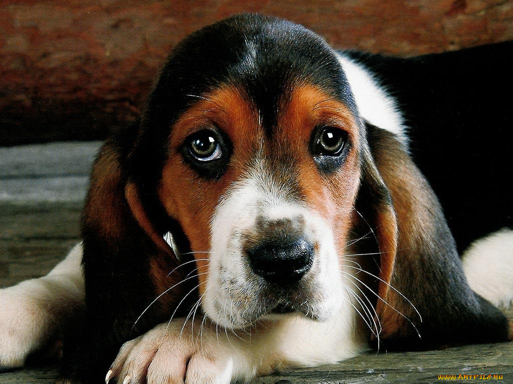 животные, собаки