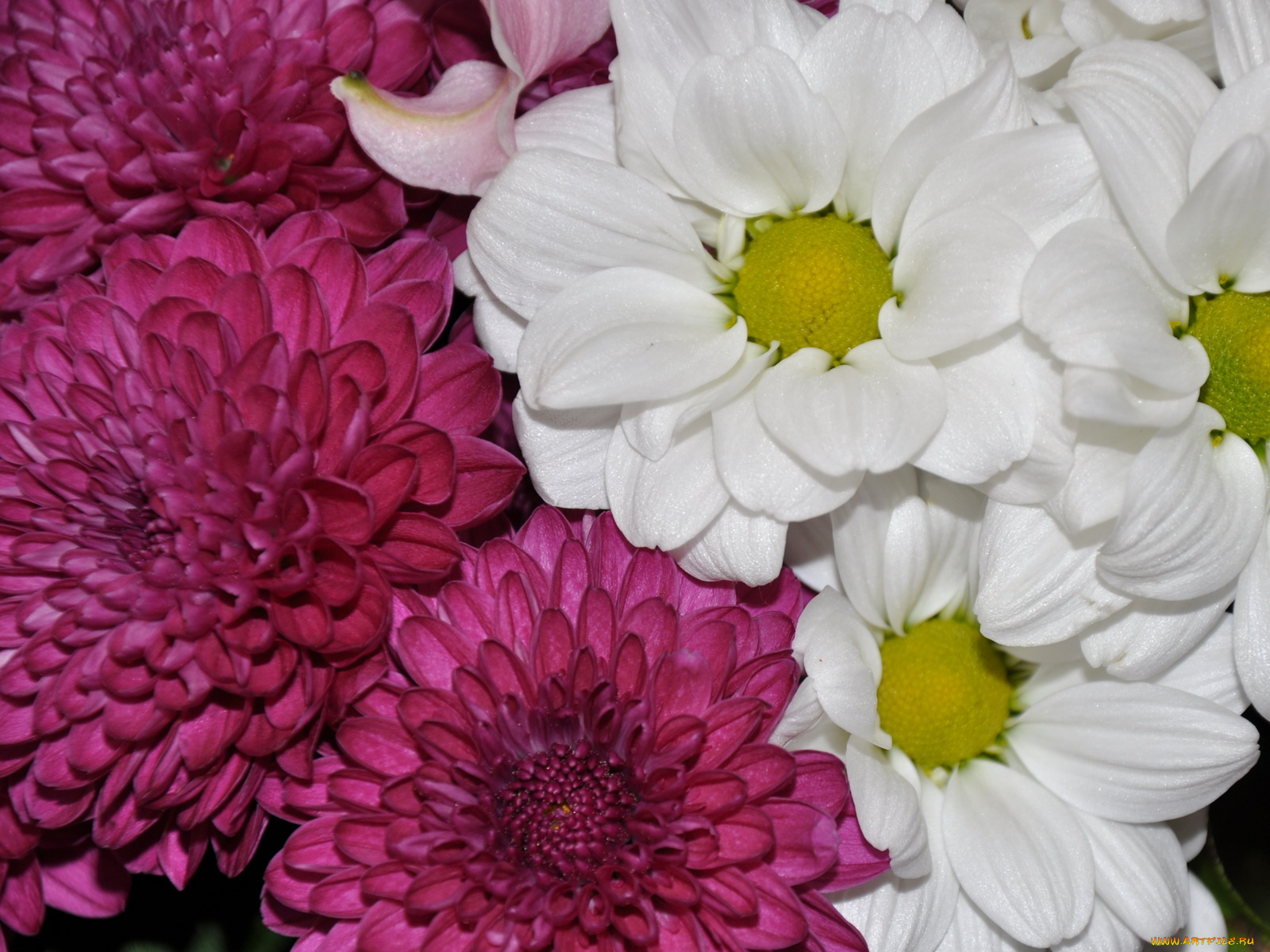 цветы, хризантемы