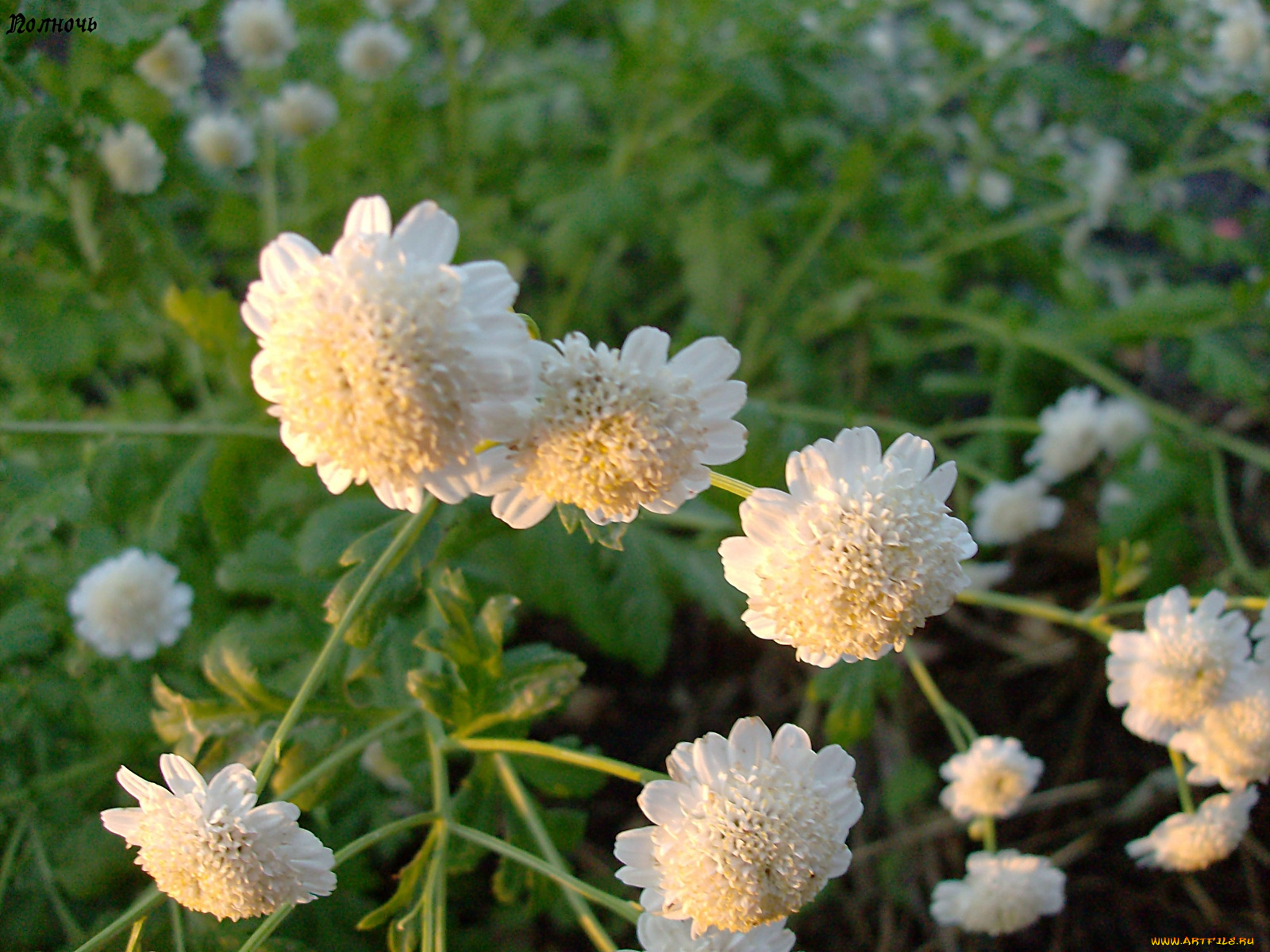 цветы, хризантемы