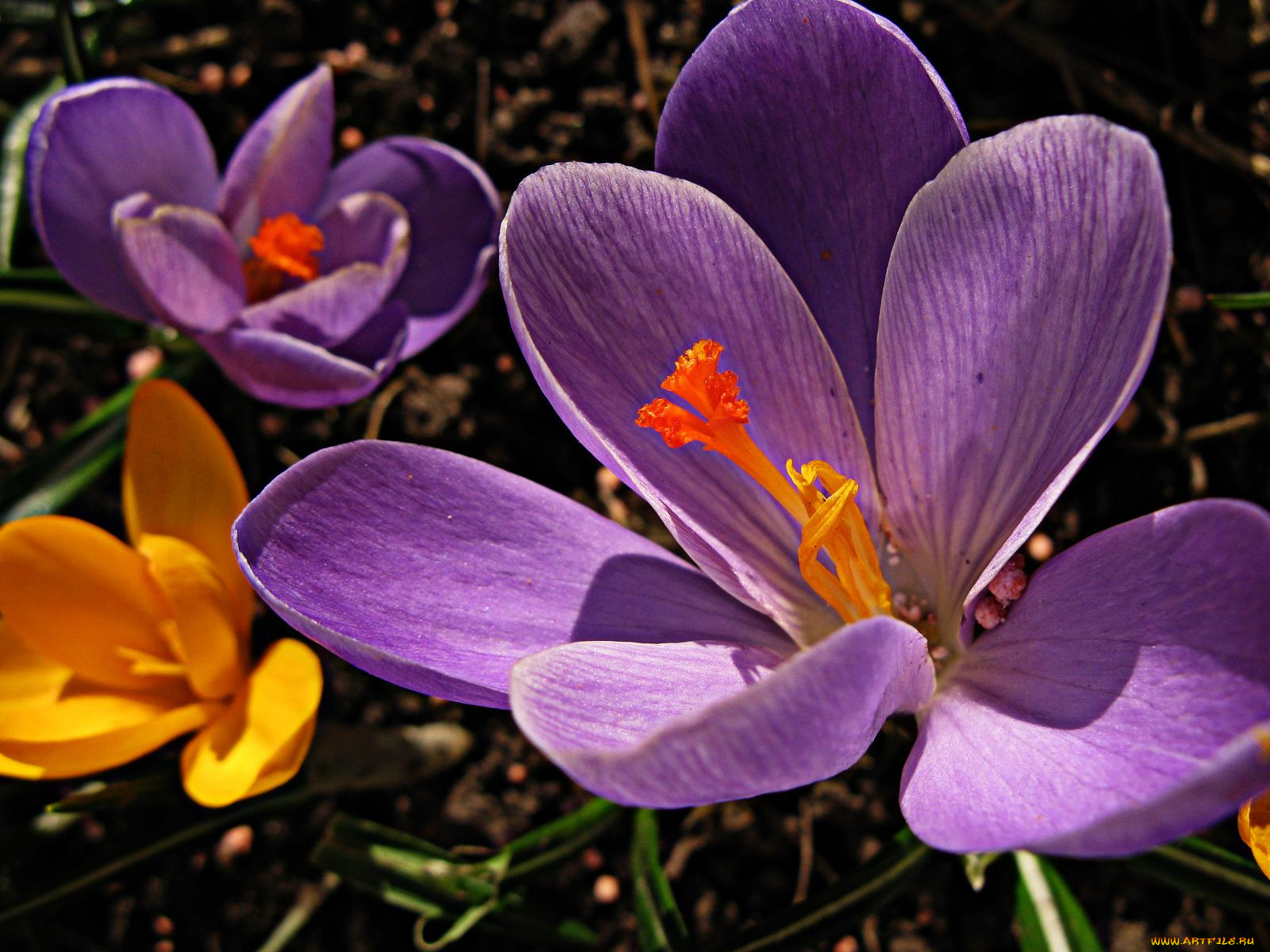 цветы, крокусы