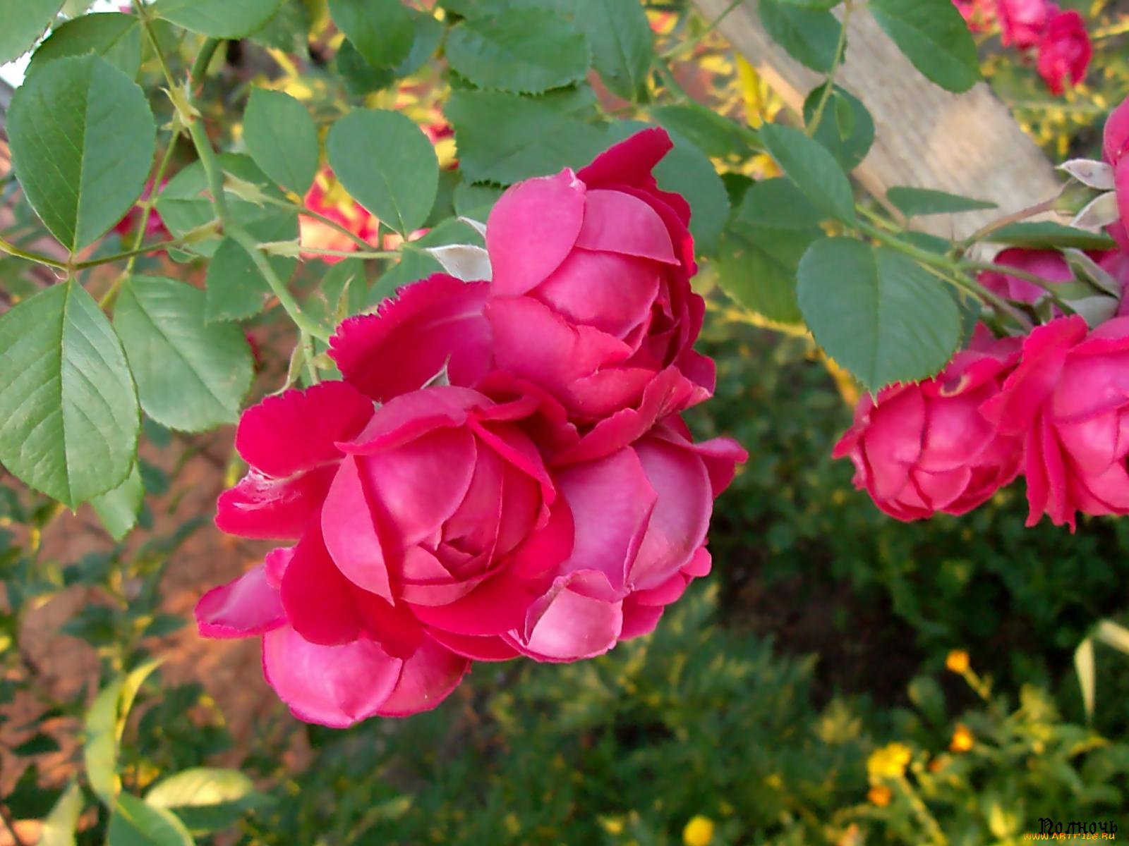 цветы, розы