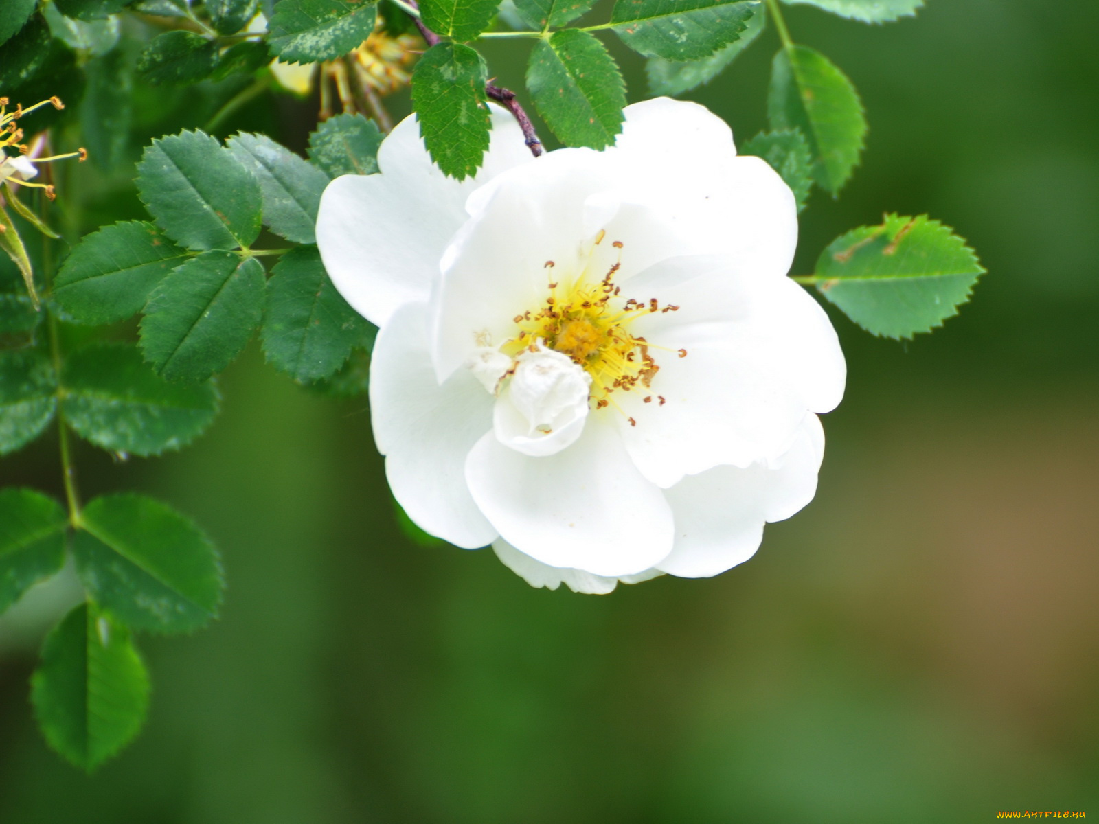 цветы, шиповник