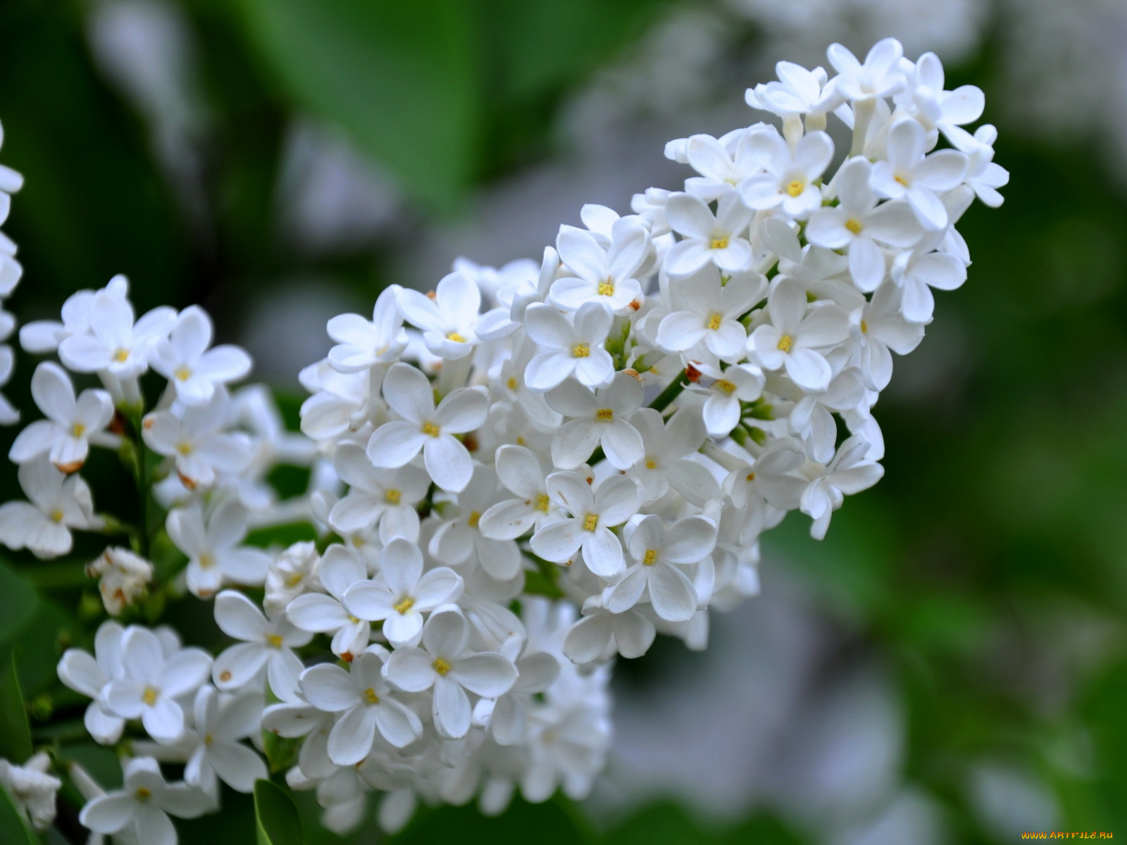 цветы, сирень