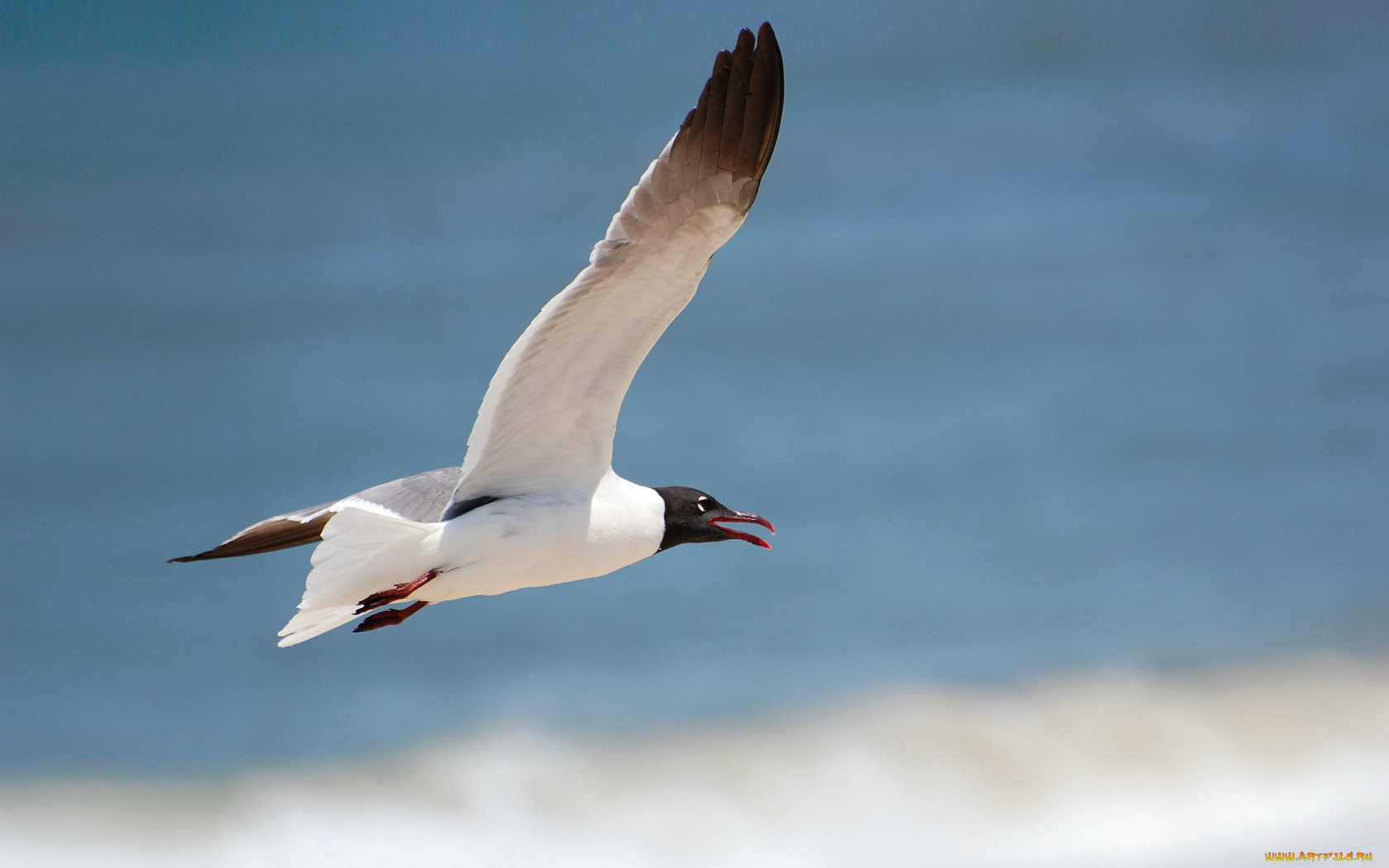 животные, Чайки, бакланы, крачки