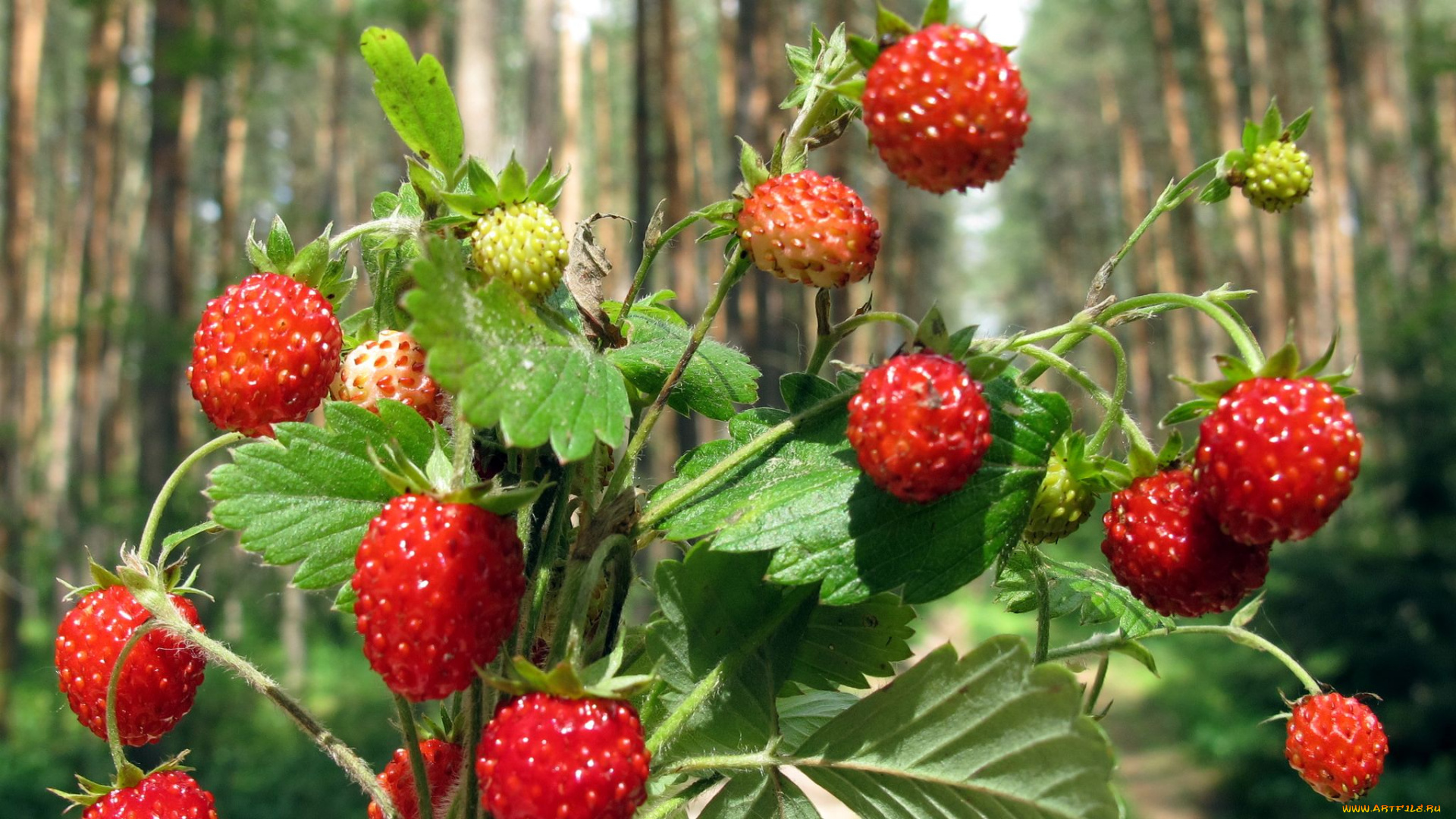 еда, клубника, земляника