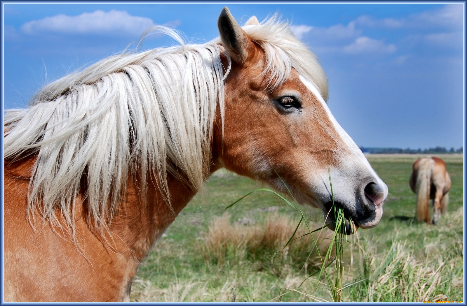 животные, лошади