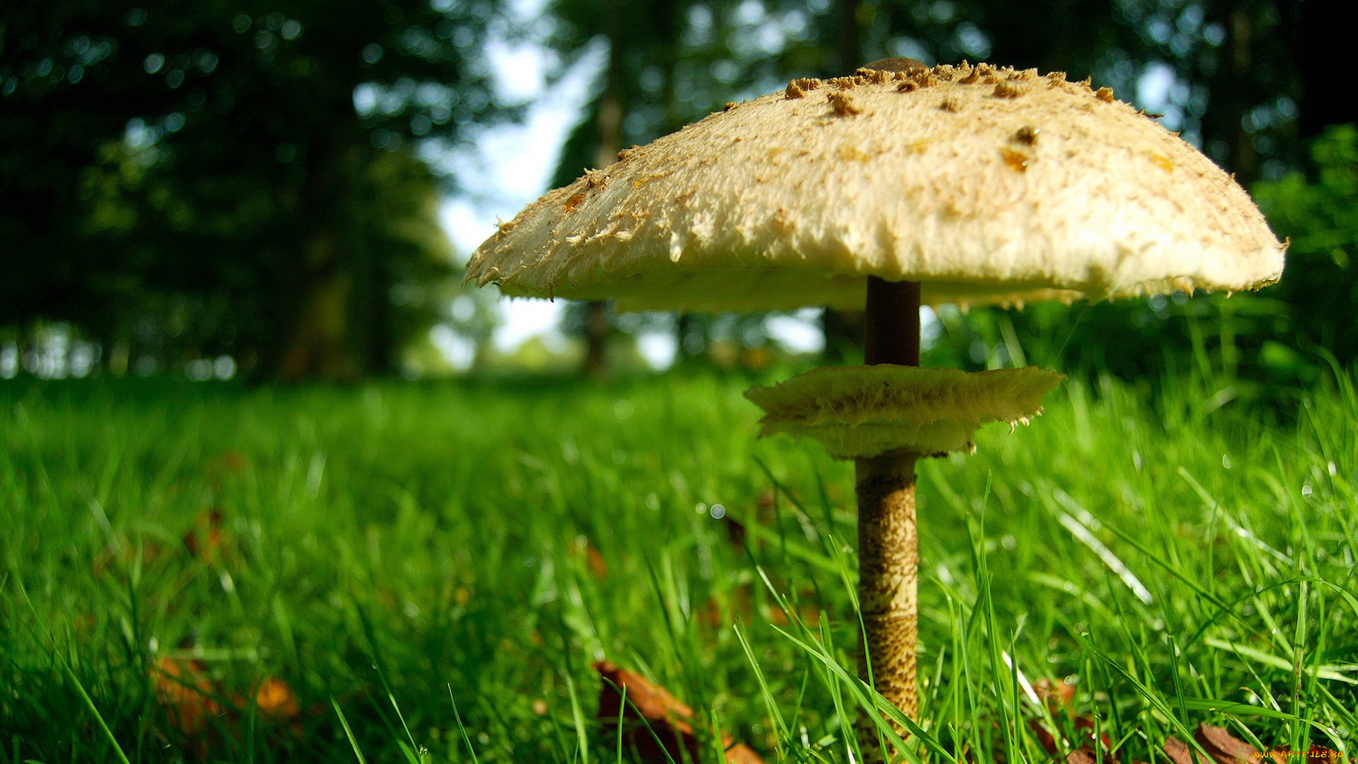 природа, грибы, гриб