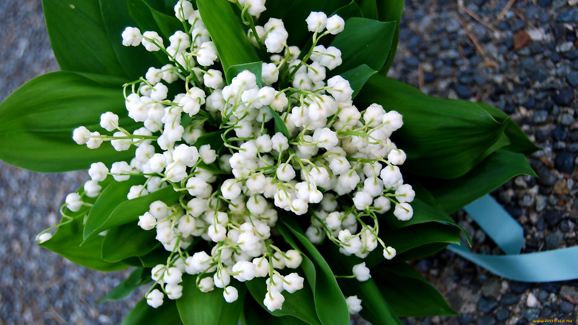 цветы, ландыши, белый, лента