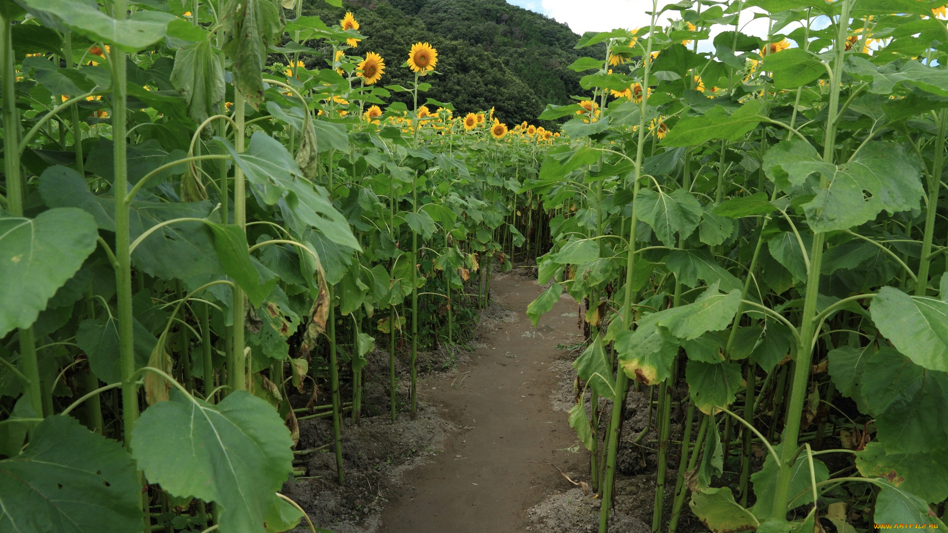 цветы, подсолнухи, тропинка