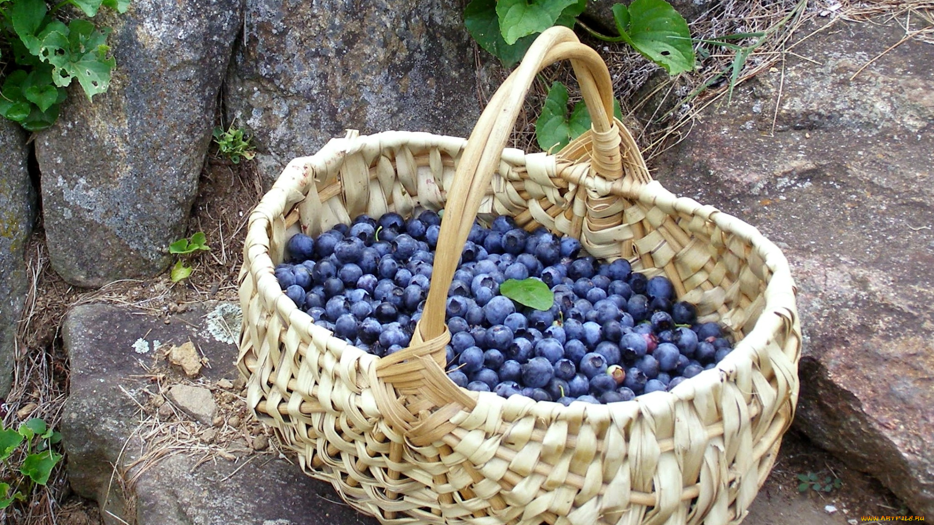 еда, голубика, черника, корзина