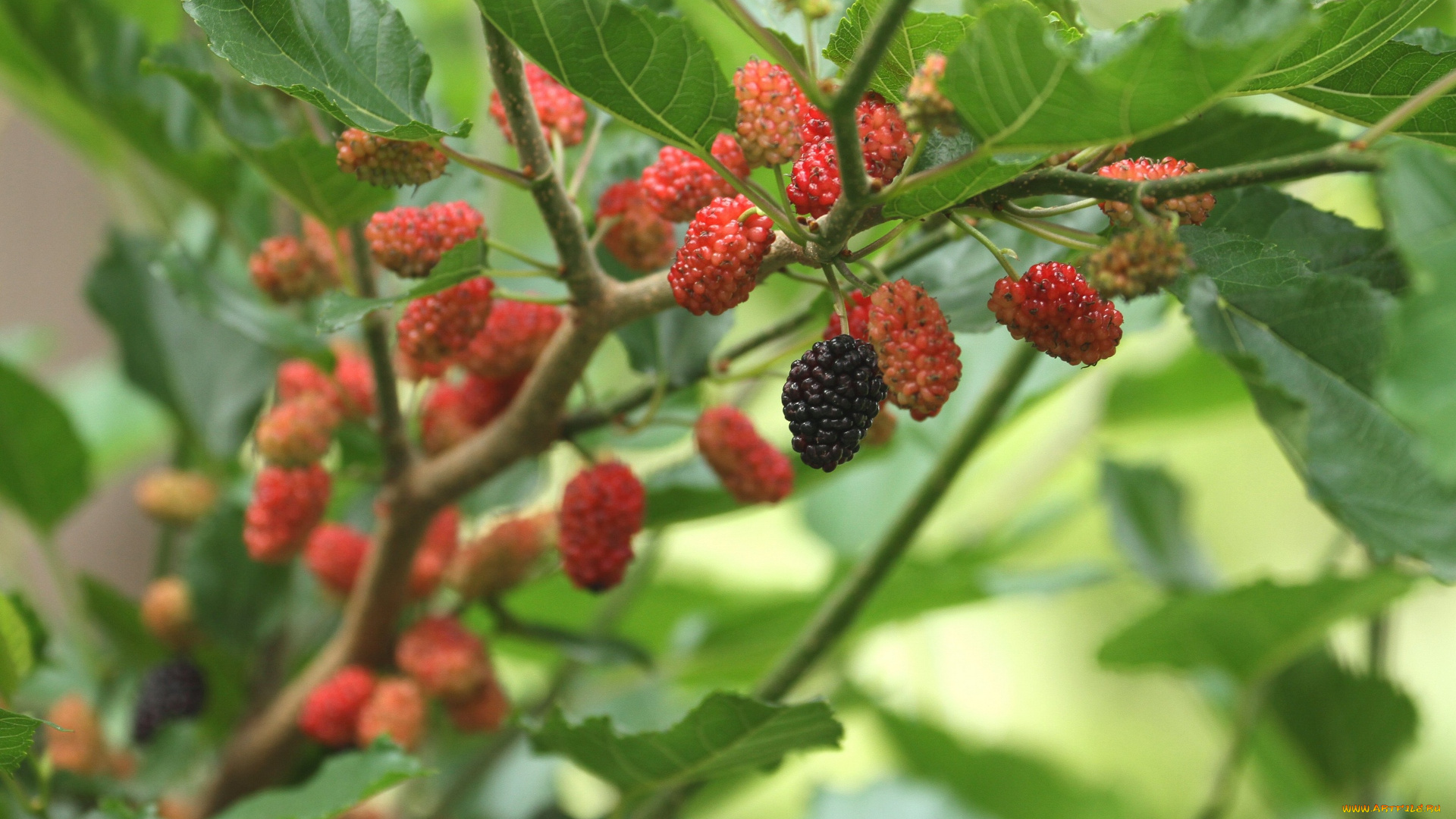 природа, Ягоды, шелковица