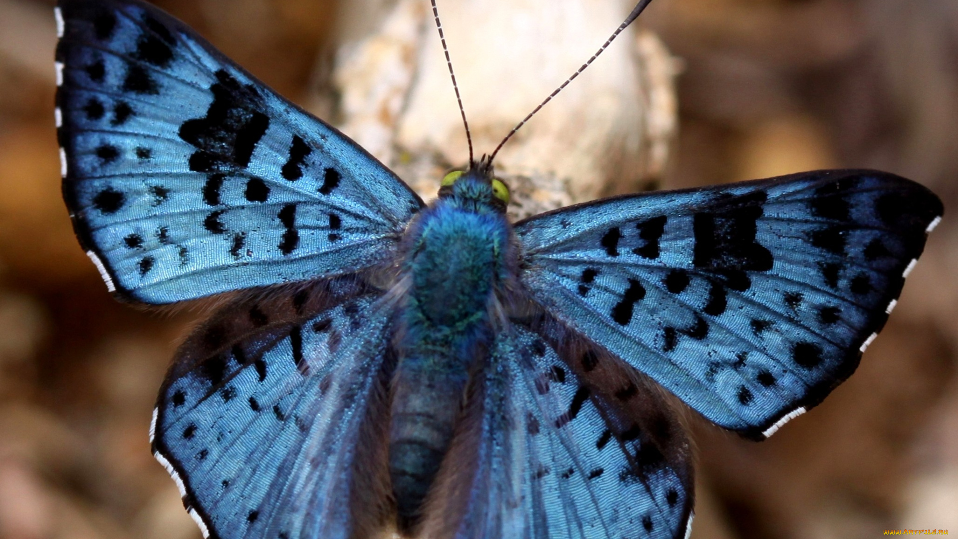 животные, бабочки, синий, крылья