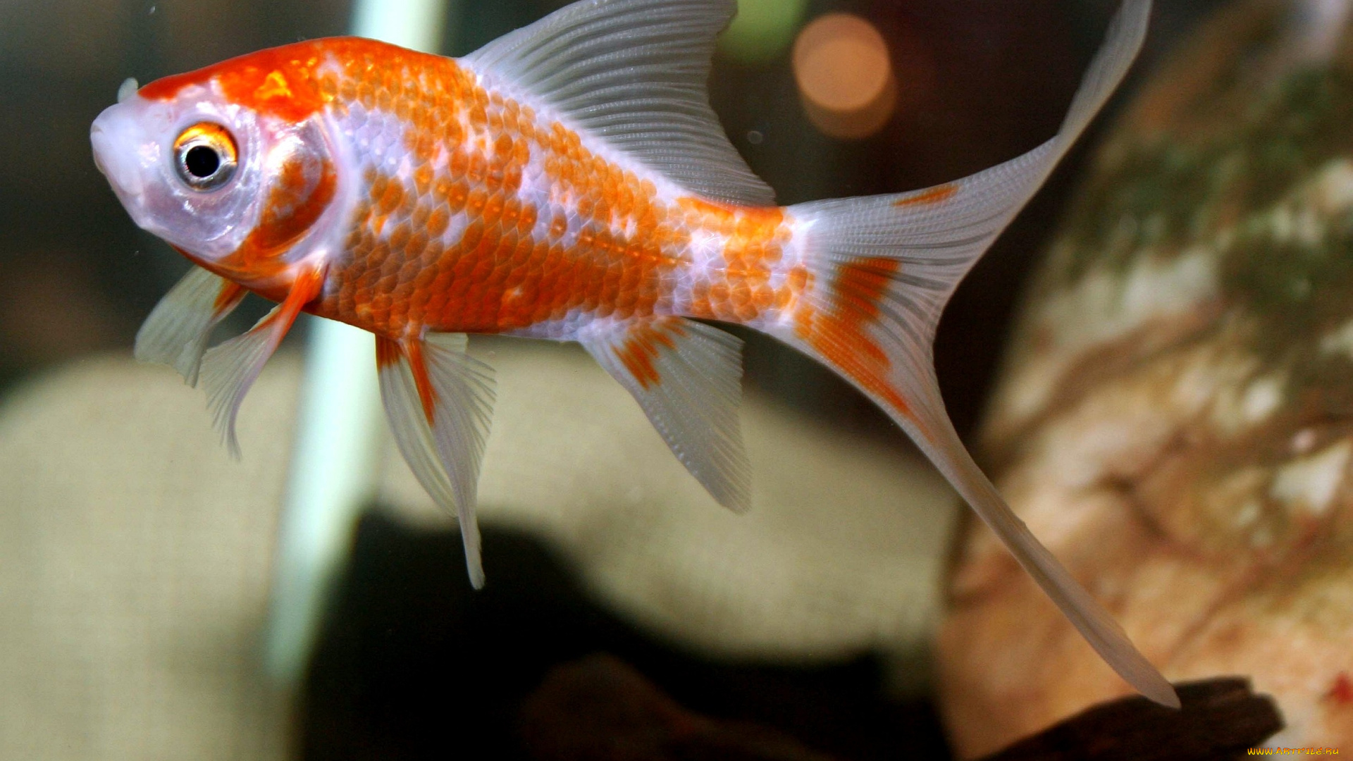 животные, рыбы, золотая, рыбка