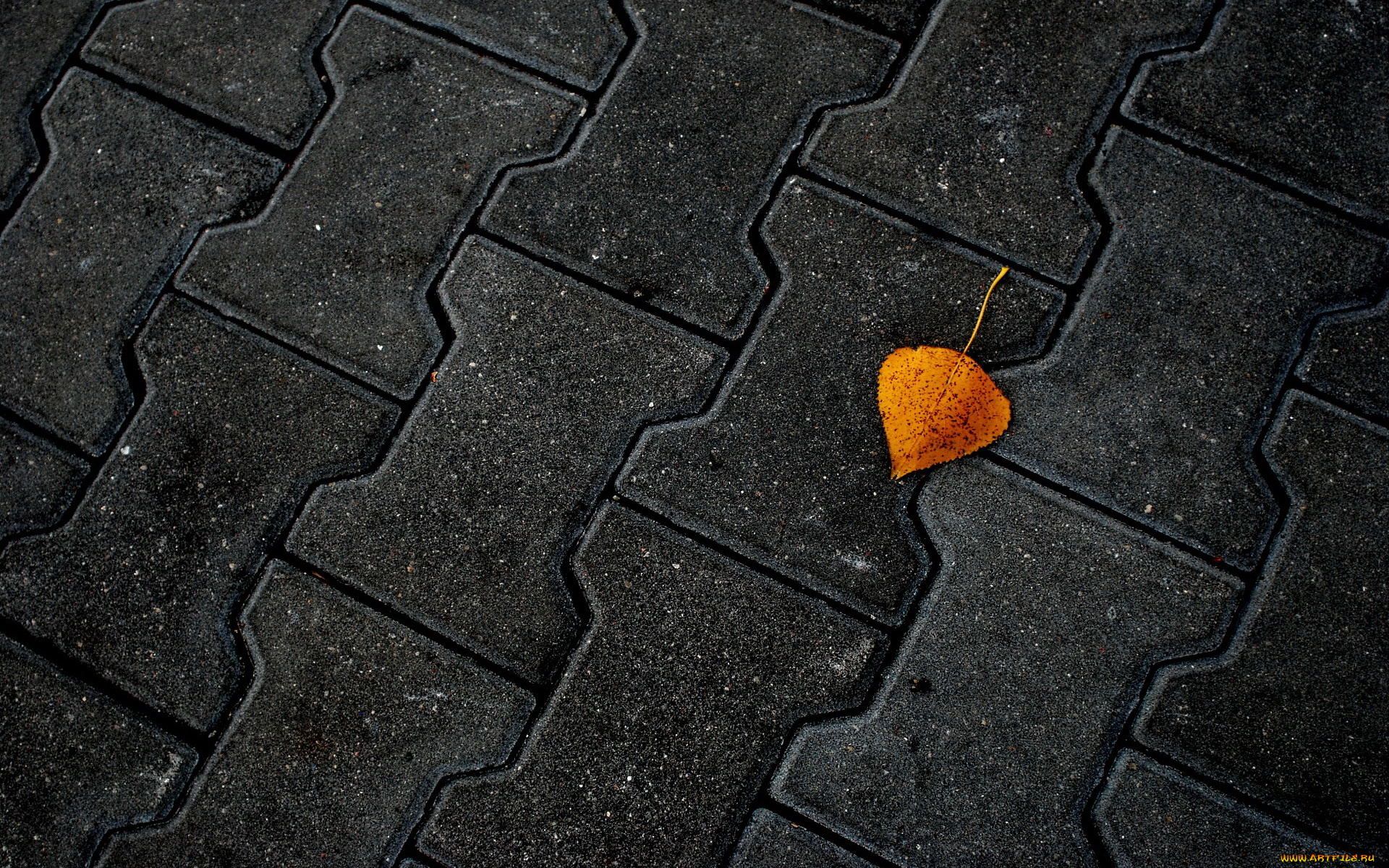 природа, листья