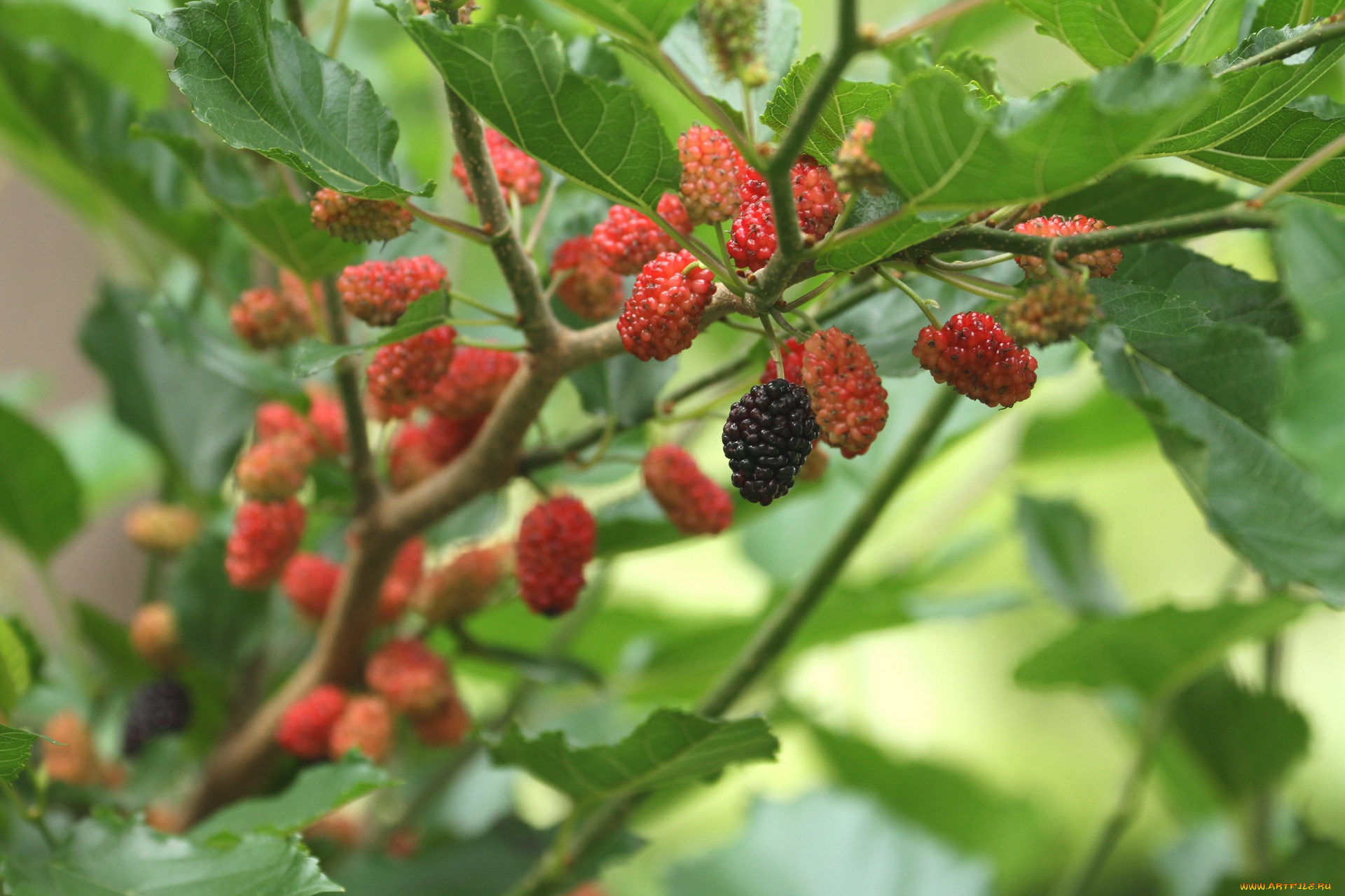 природа, Ягоды, шелковица