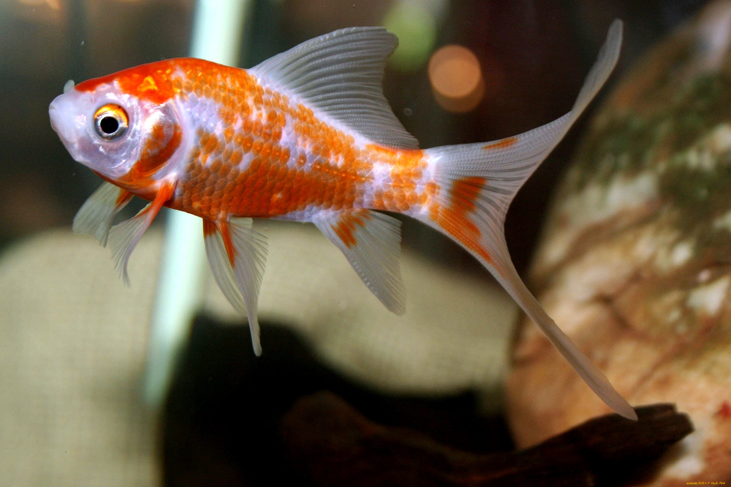 животные, рыбы, золотая, рыбка