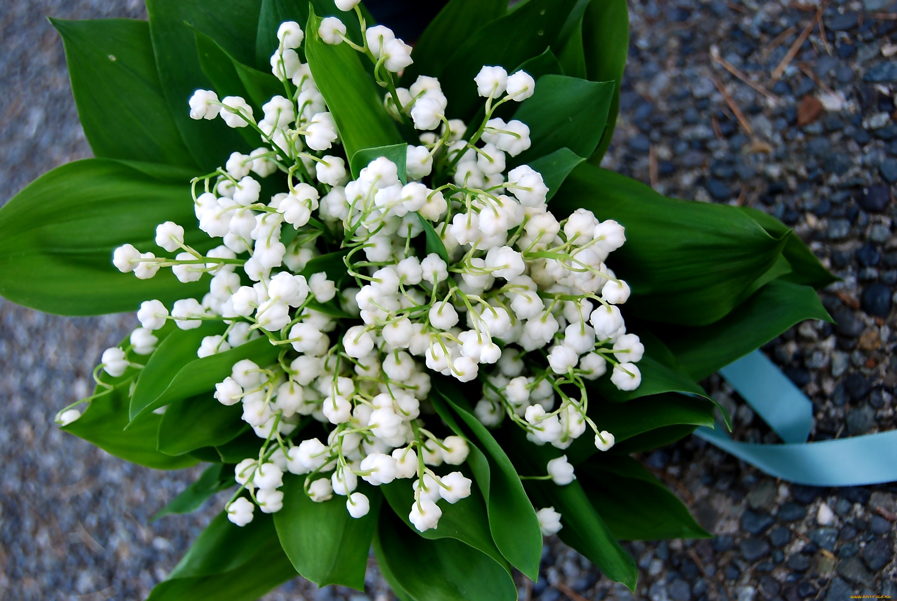 цветы, ландыши, белый, лента