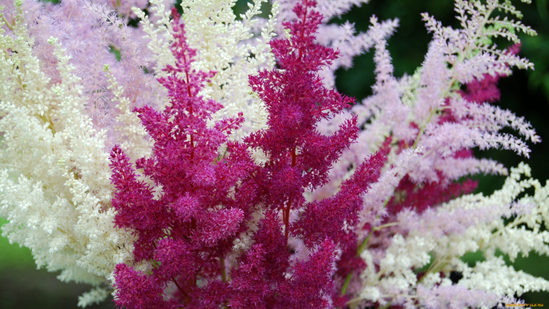цветы, астильбы, пушистики