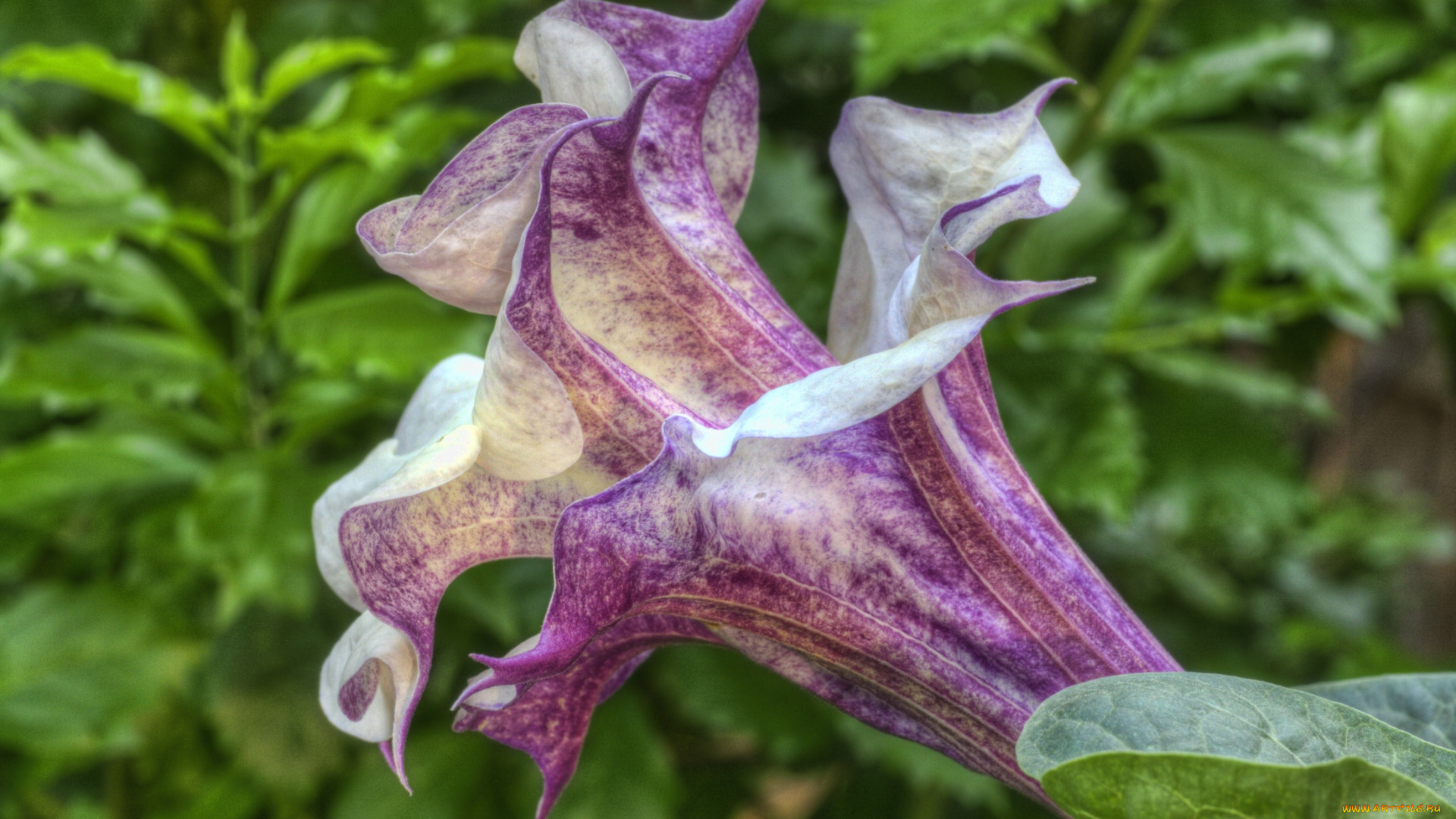 цветы, бругмансия, дурман, трубы, ангела