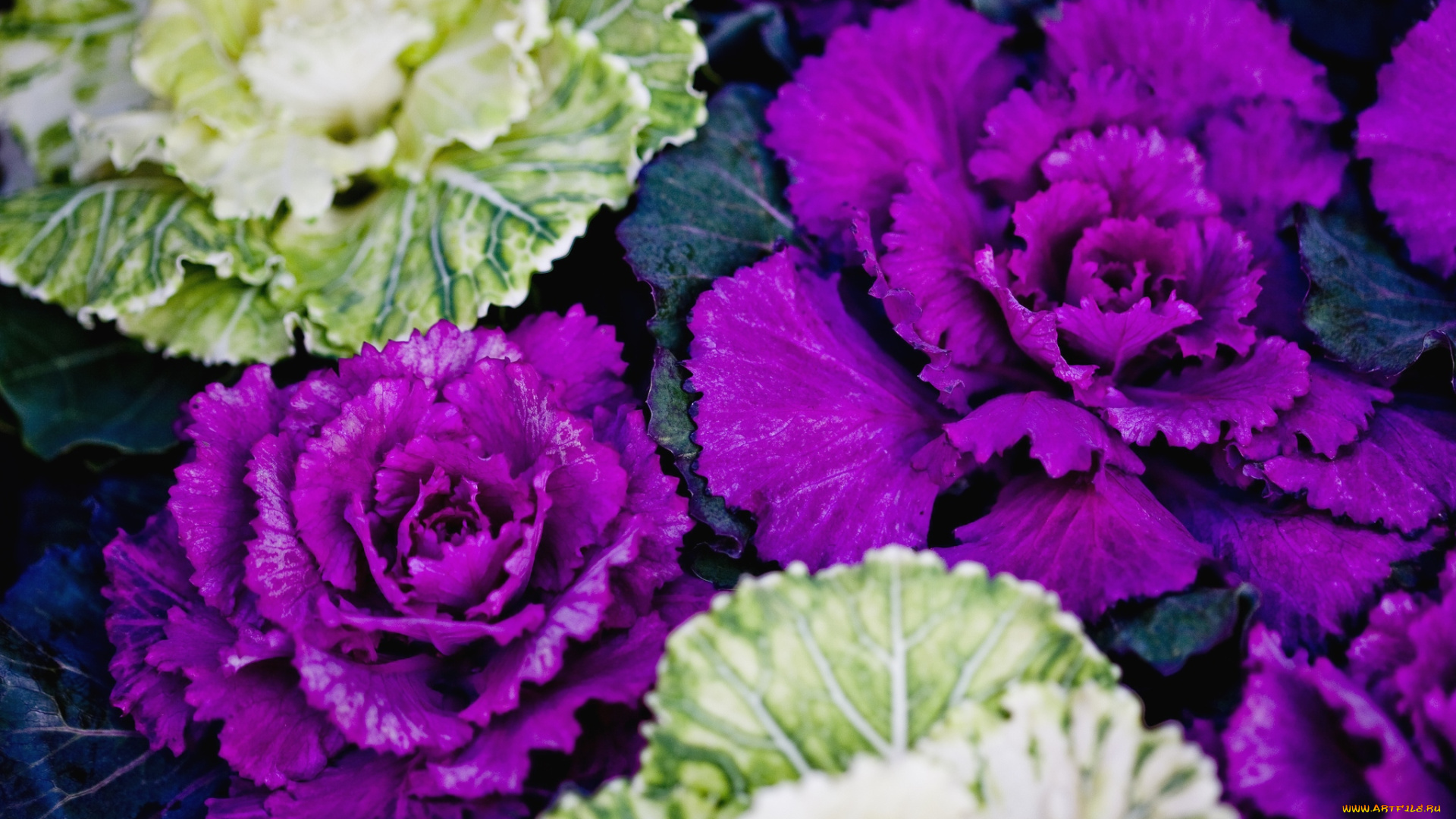 цветы, декоративная, капуста, фиолетовый, листья