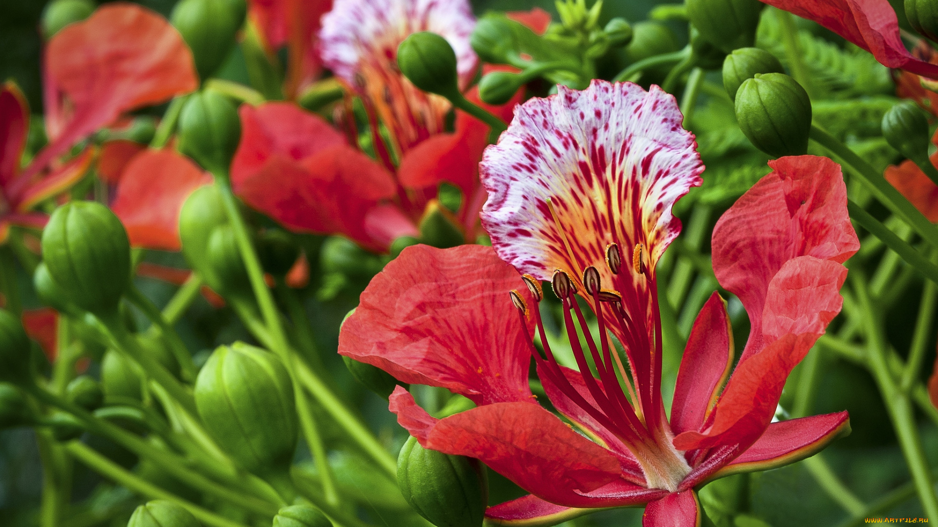 цветы, делоникс, королевский, огненное, дерево, экзотика