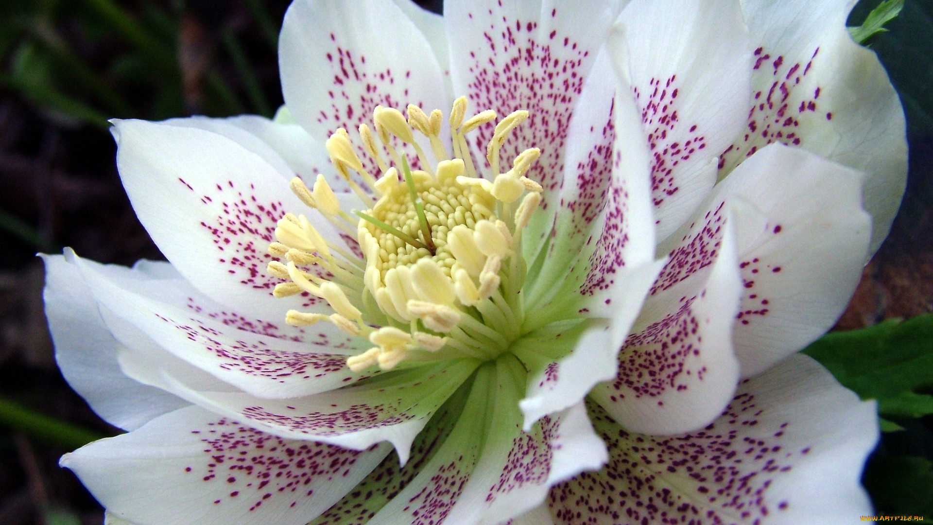 цветы, геллеборус, морозник, макро