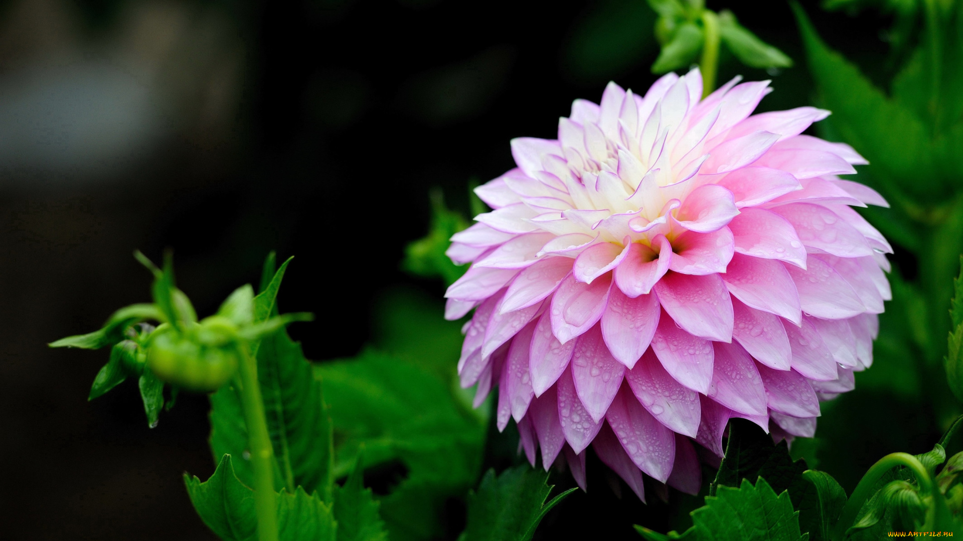 цветы, георгины, пышный, розовый, капли