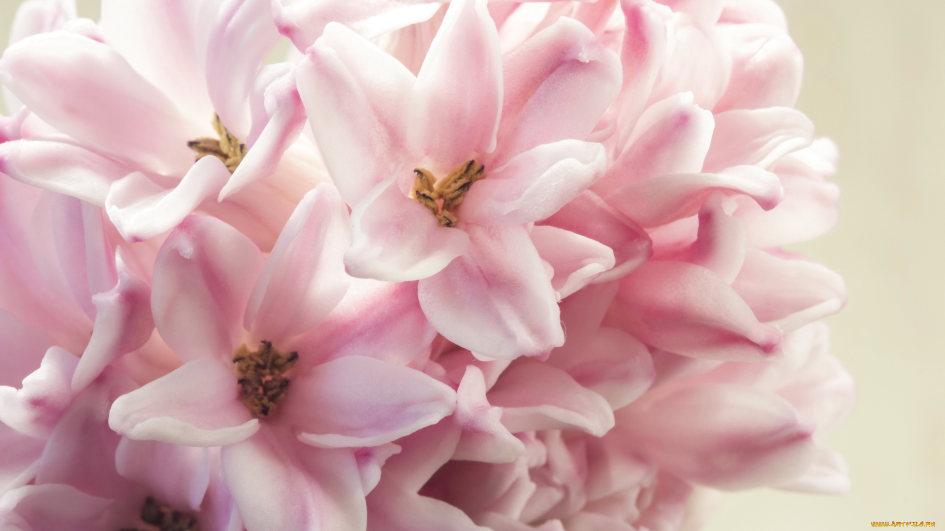 цветы, гиацинты