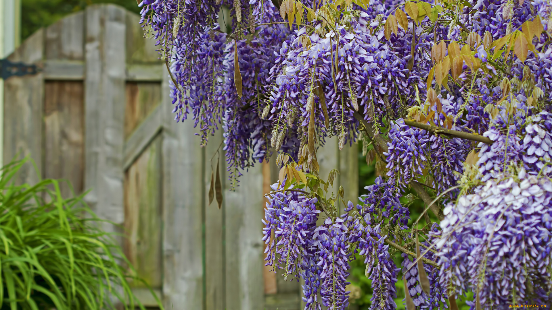 цветы, глициния, вистерия, кисти